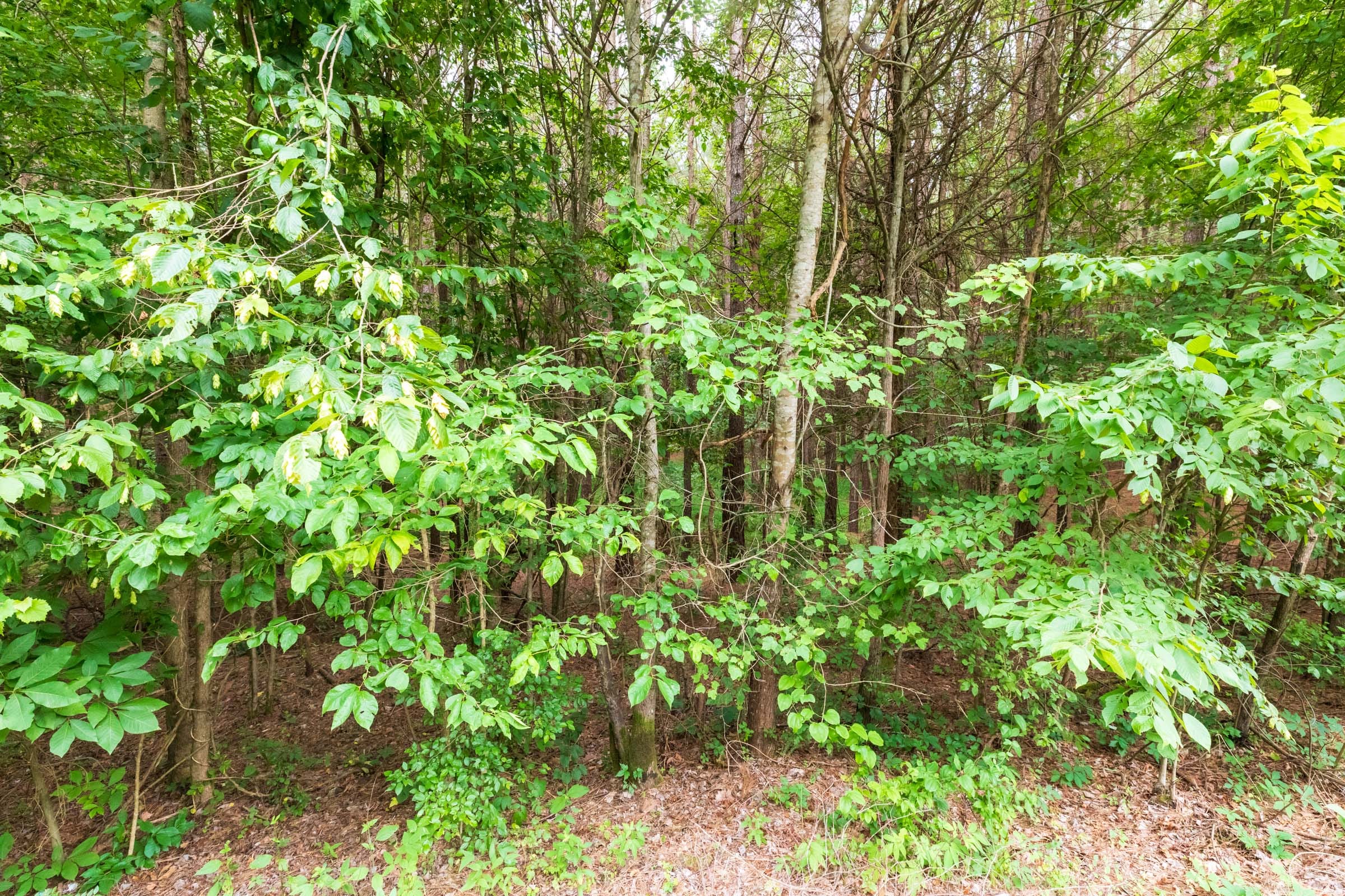 Whiskey Ridge Tract 37 photo 6