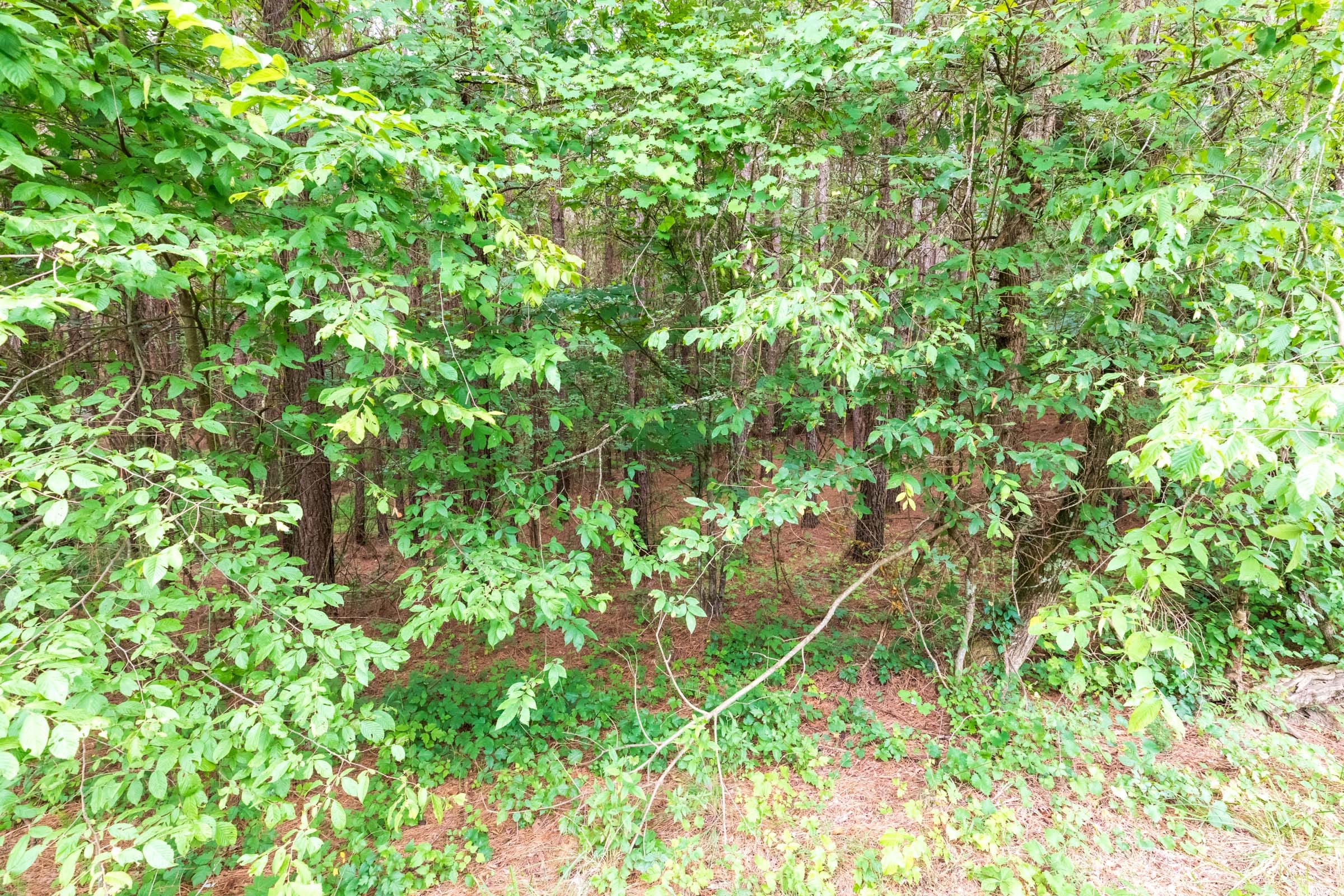 Whiskey Ridge Tract 37 photo 9