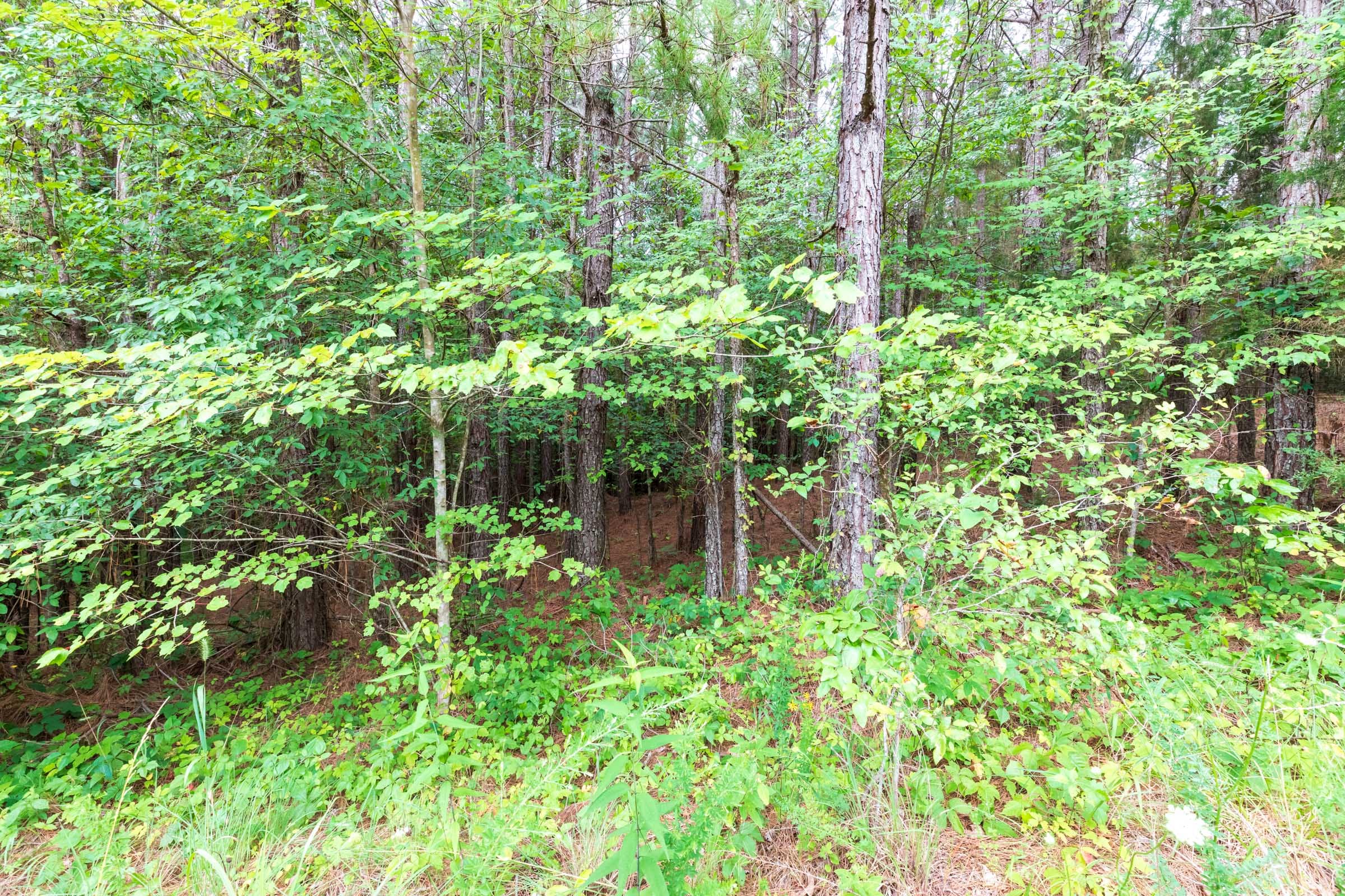 Whiskey Ridge Tract 37 photo 8