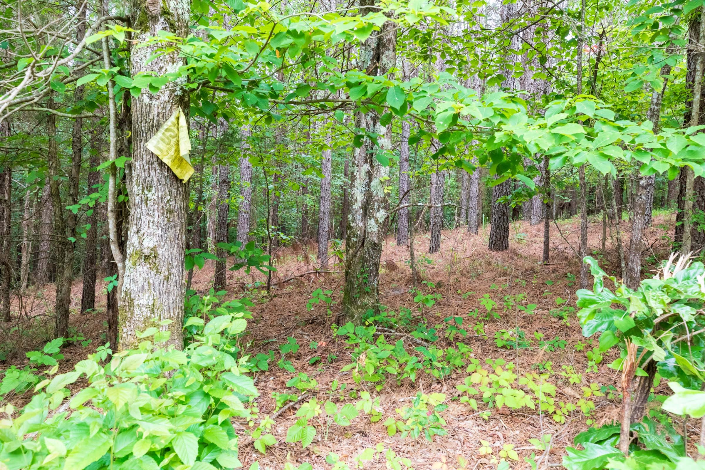 Whiskey Ridge Tract 37 photo 10