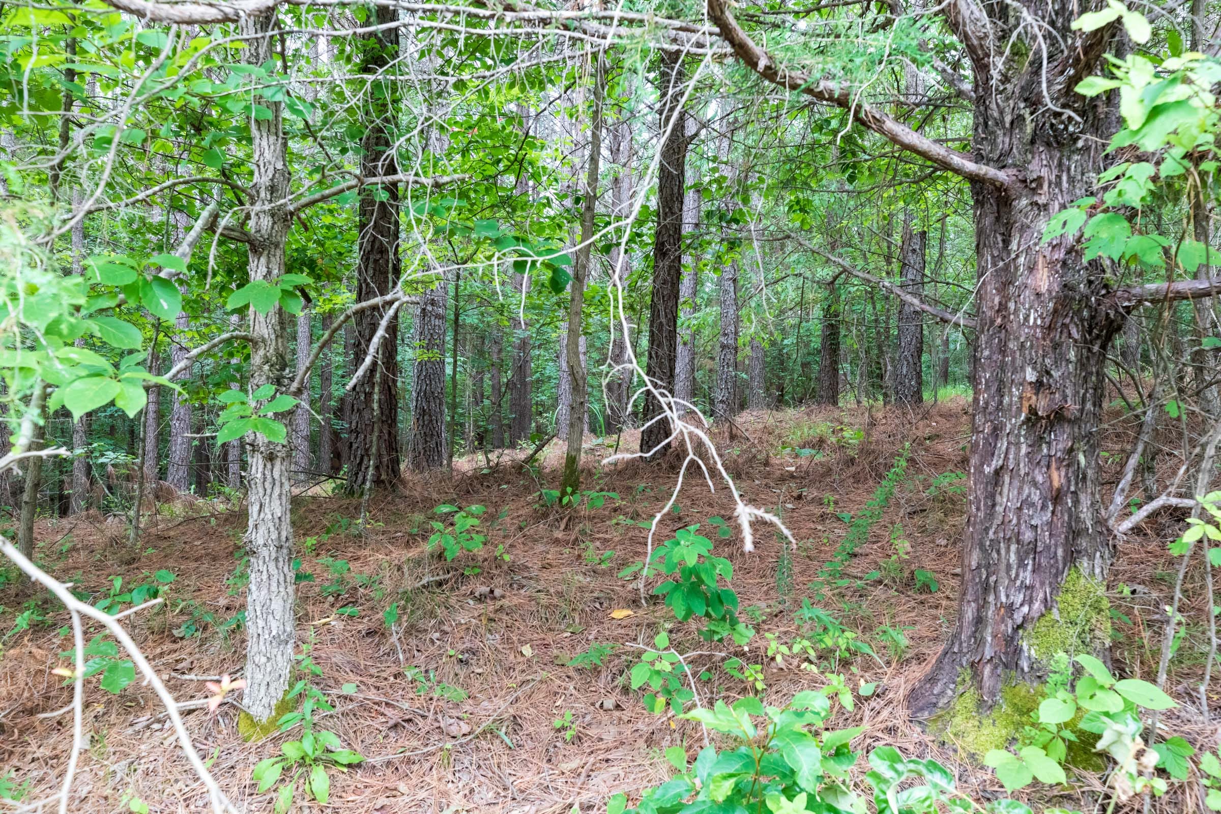 Whiskey Ridge Tract 37 photo 11