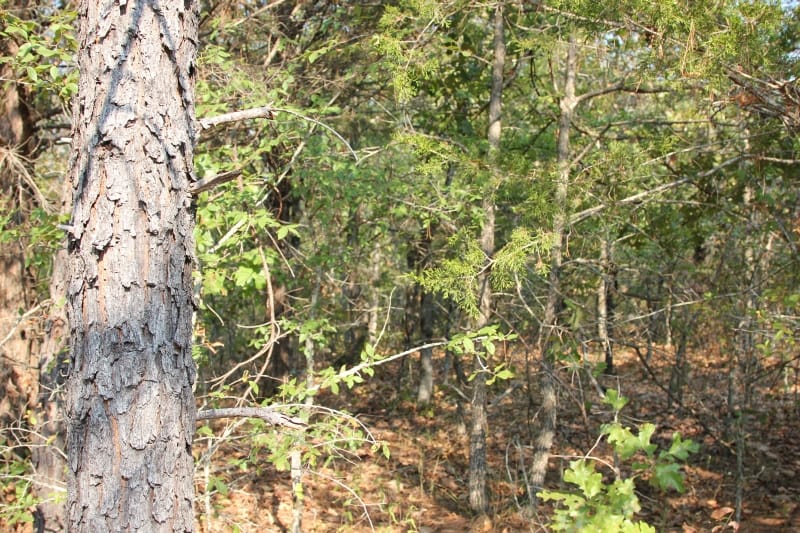 Lake View Ranch Tract 18 photo 2