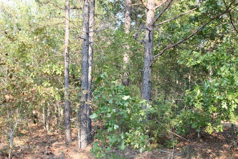 Lake View Ranch Tract 18 photo 3