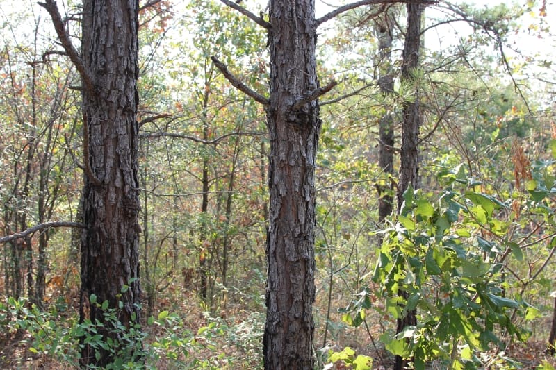 Lake View Ranch Tract 18 photo 6