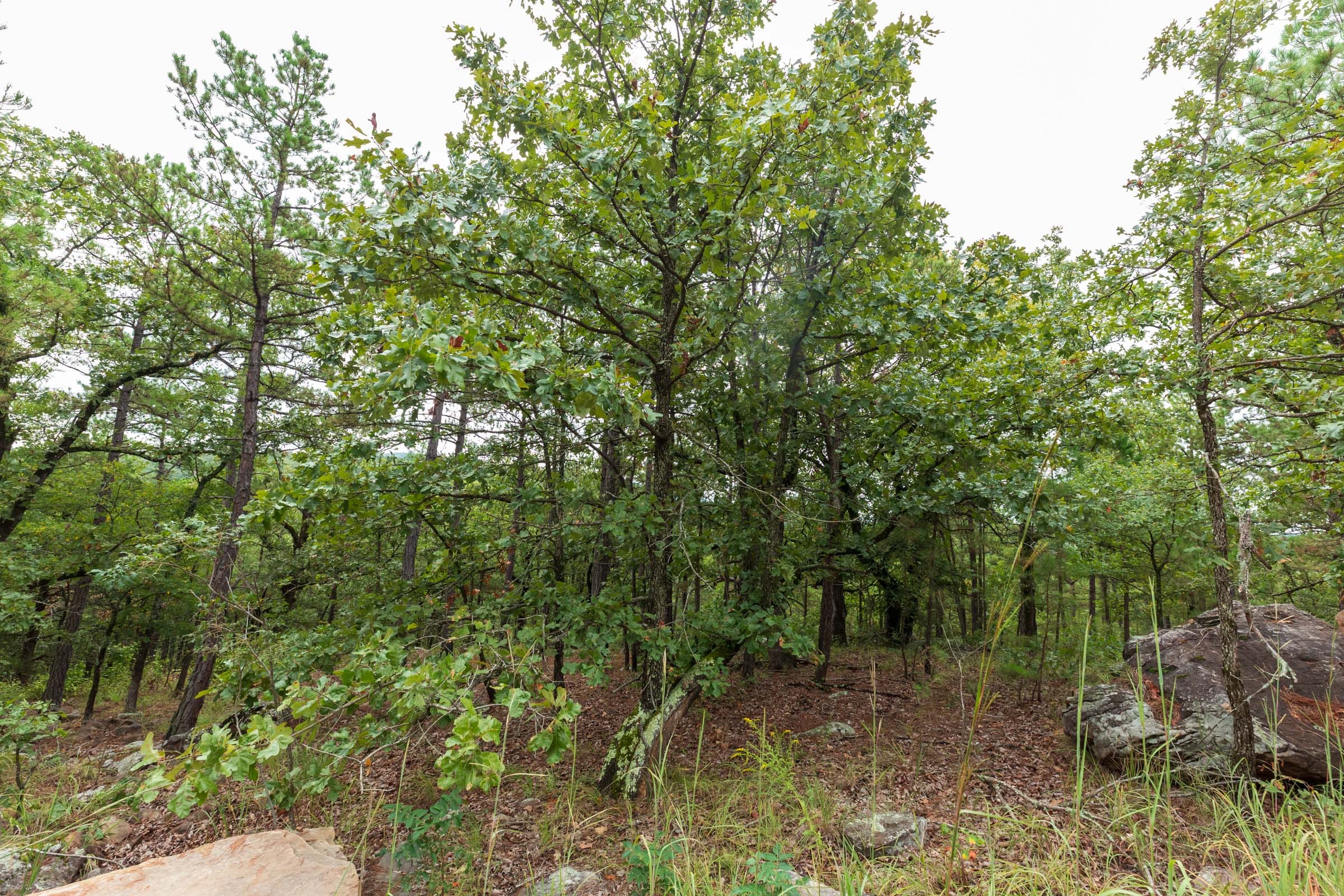 Stone Bridge Phase V Tract 424 photo 16