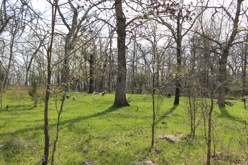 Daisy Meadows Tract 4 photo 5