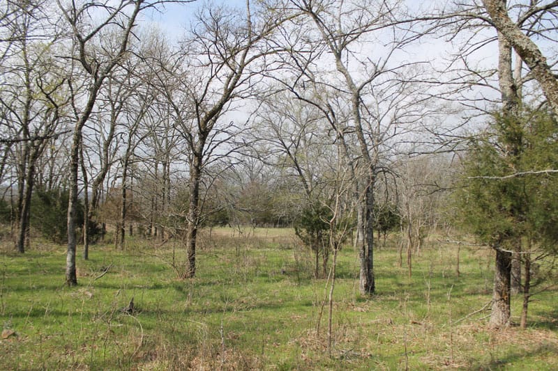 Daisy Meadows Tract 4 photo 6