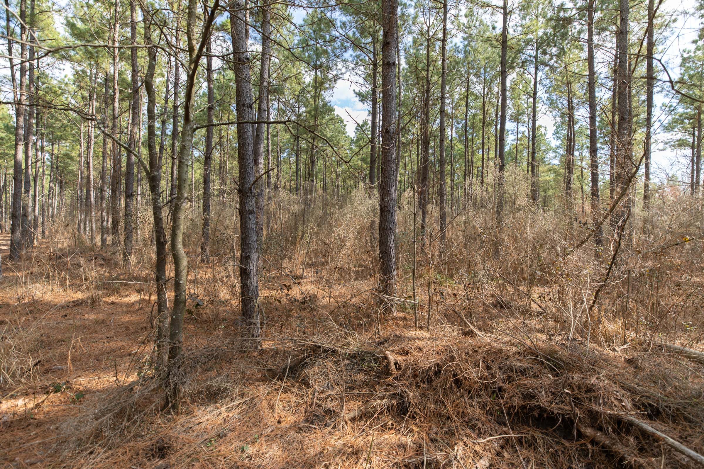 Wishing Star Ranch Tract 58 photo 8