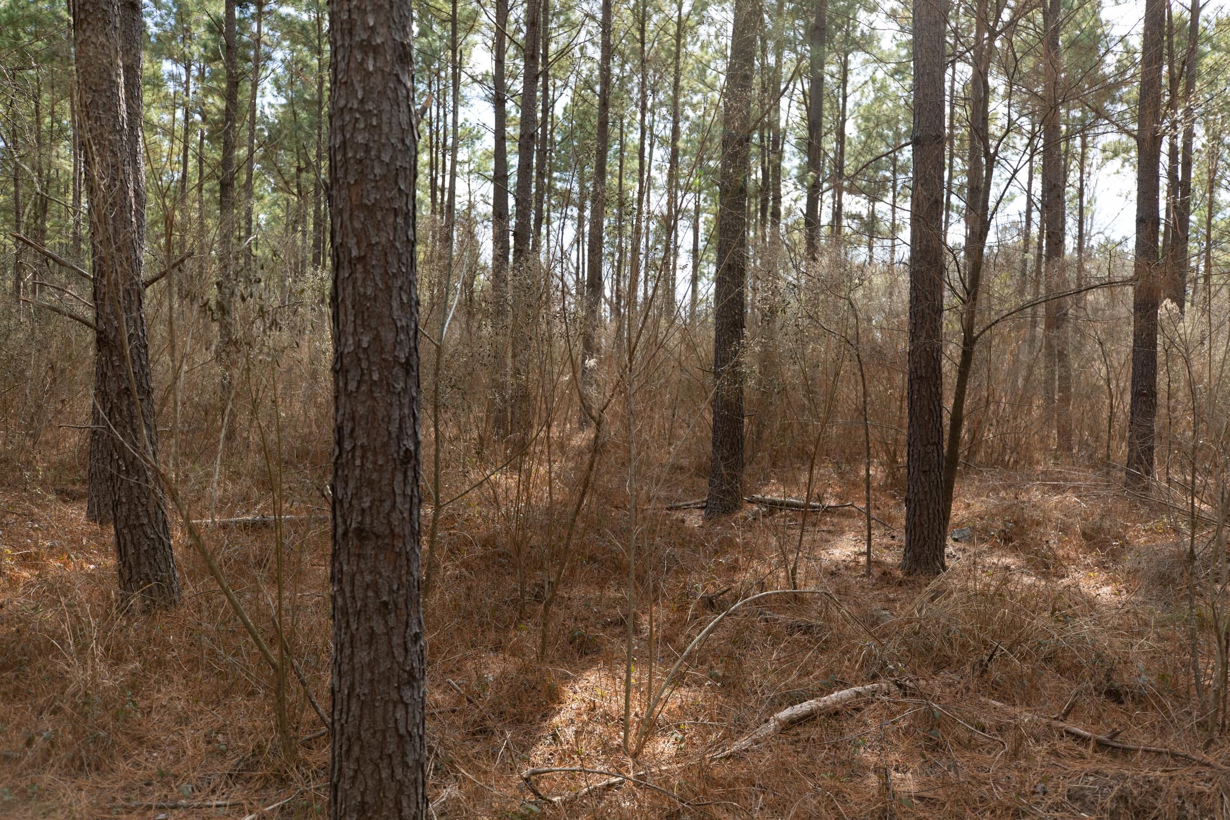 Wishing Star Ranch Tract 58 photo 11