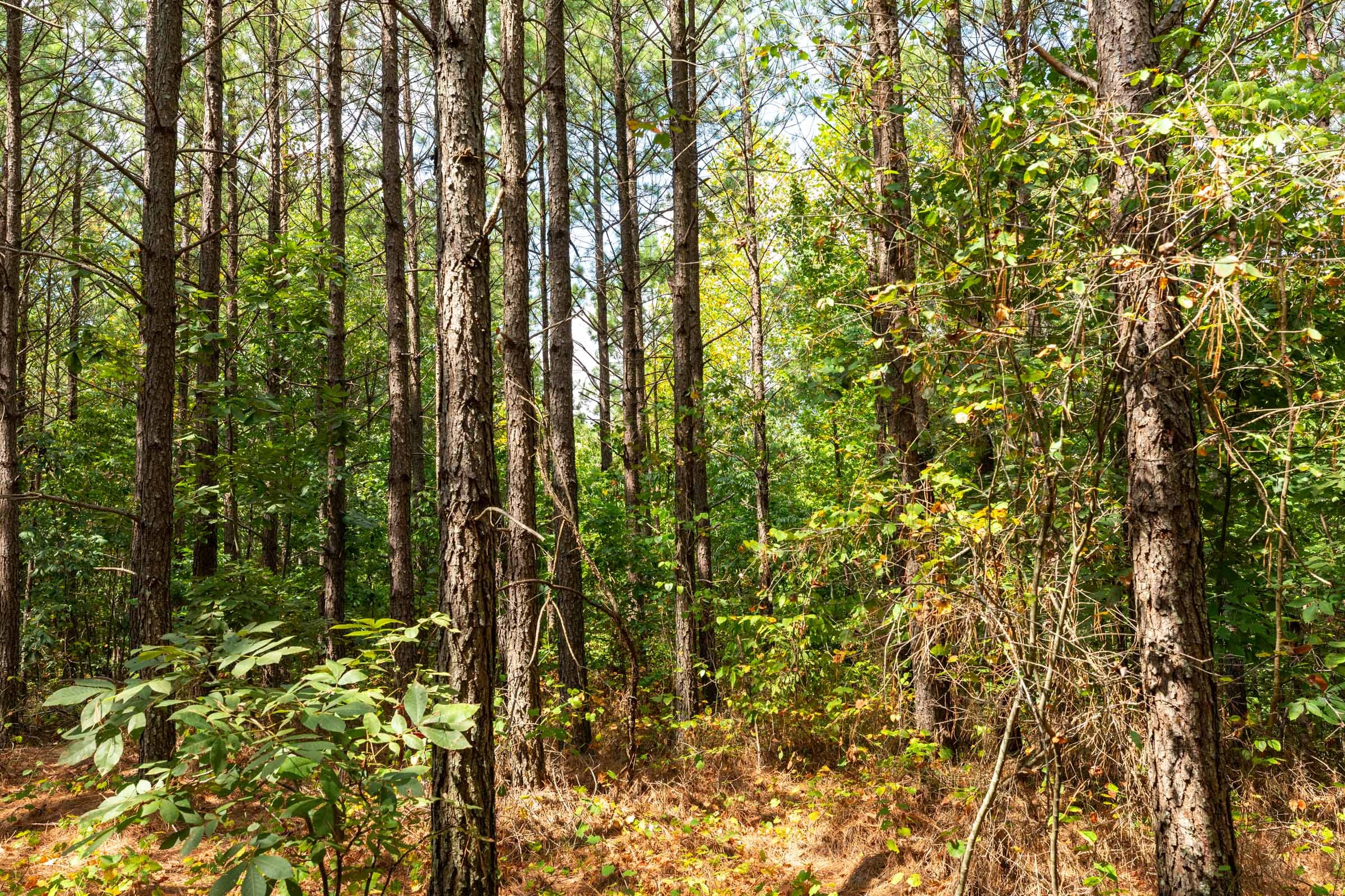 Harvest Ridge Tract 8 photo 2