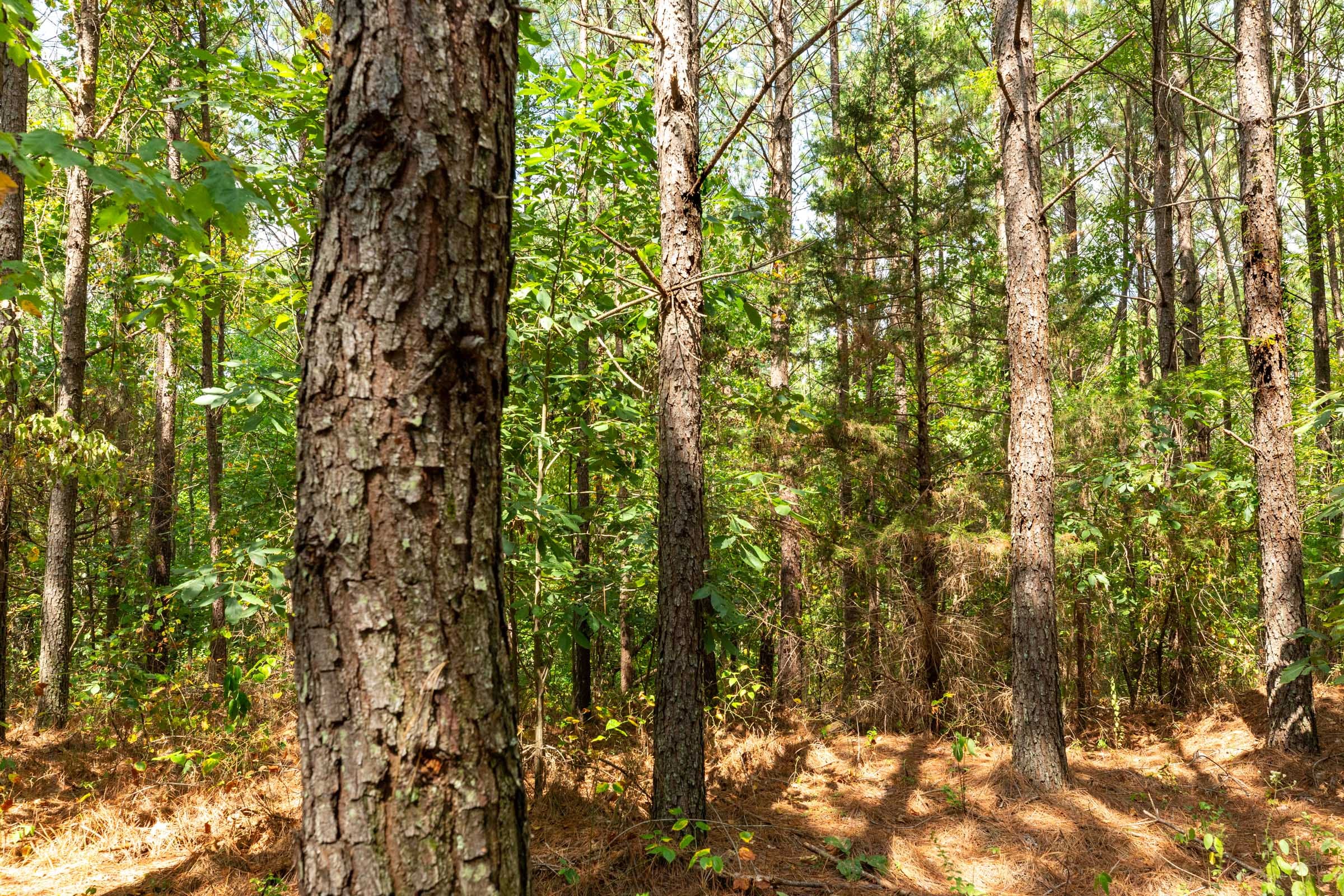 Harvest Ridge Tract 8 photo 3