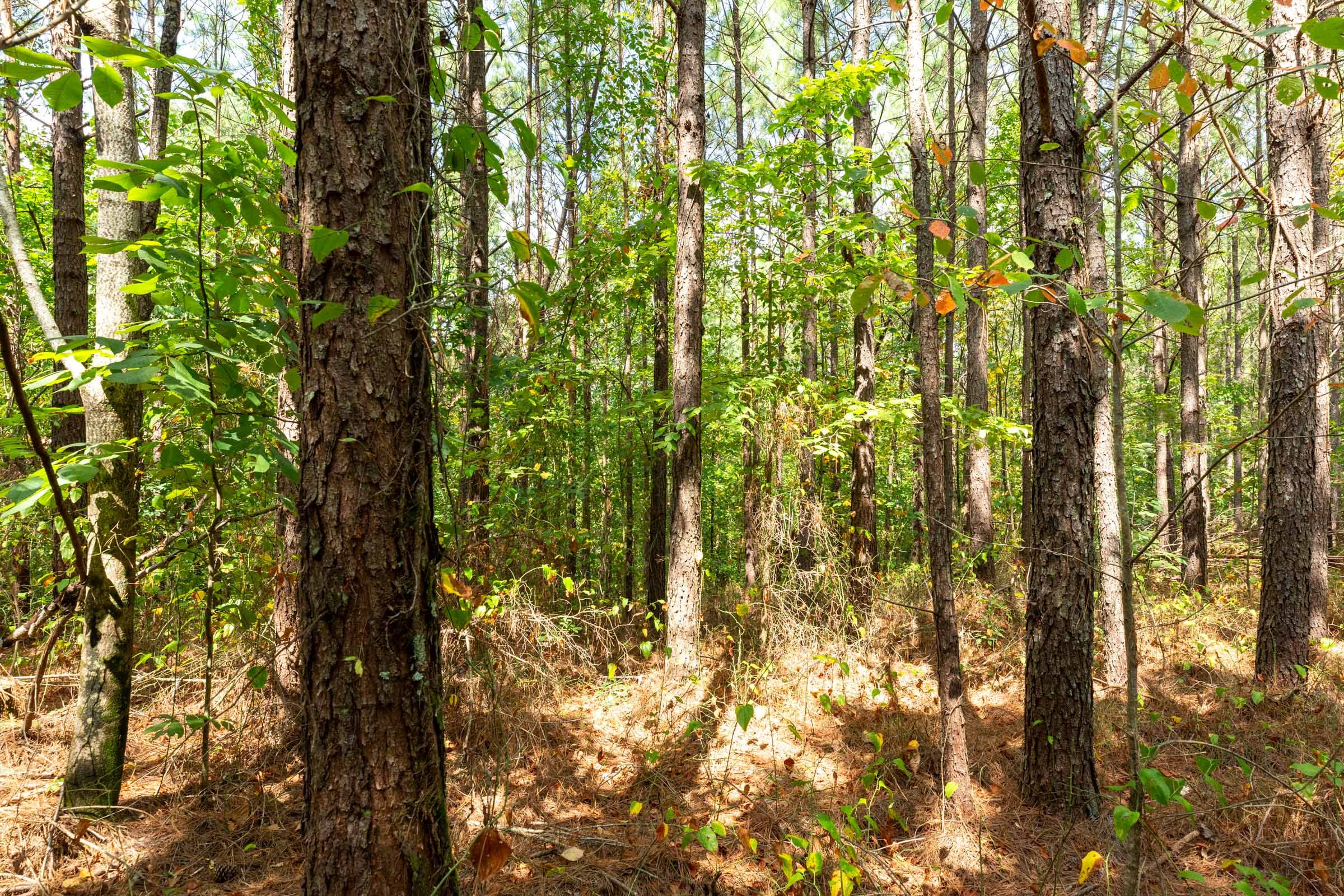 Harvest Ridge Tract 8 photo 4
