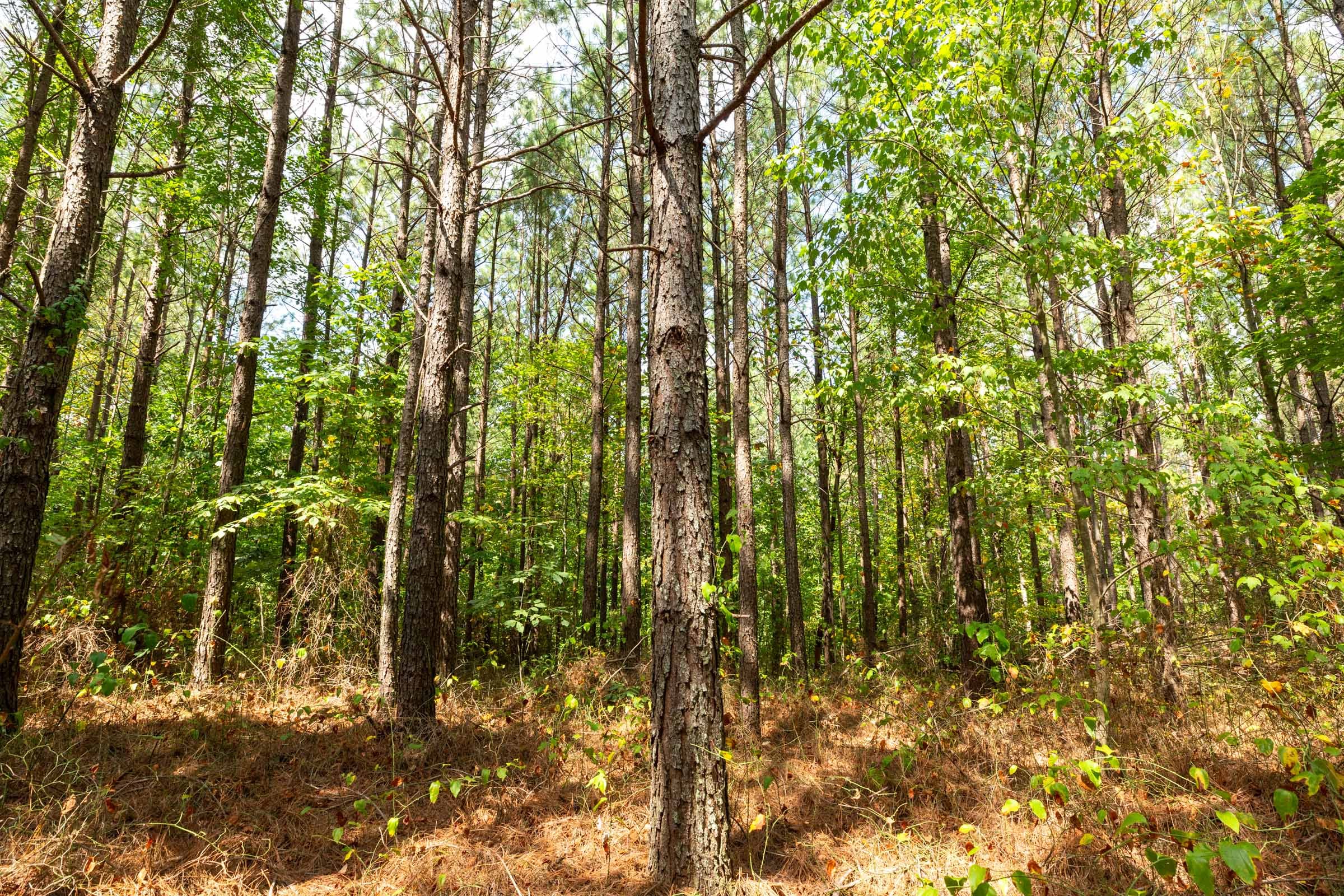 Harvest Ridge Tract 8 photo 5