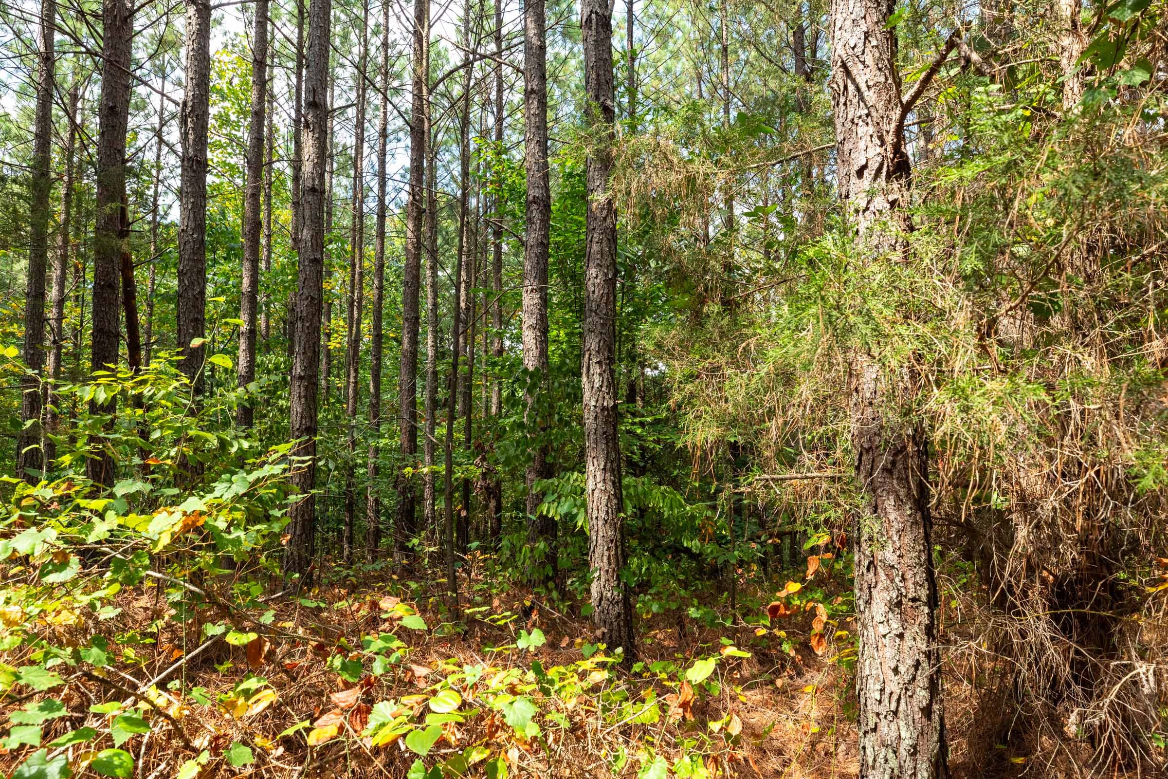 Harvest Ridge Tract 8 photo 6
