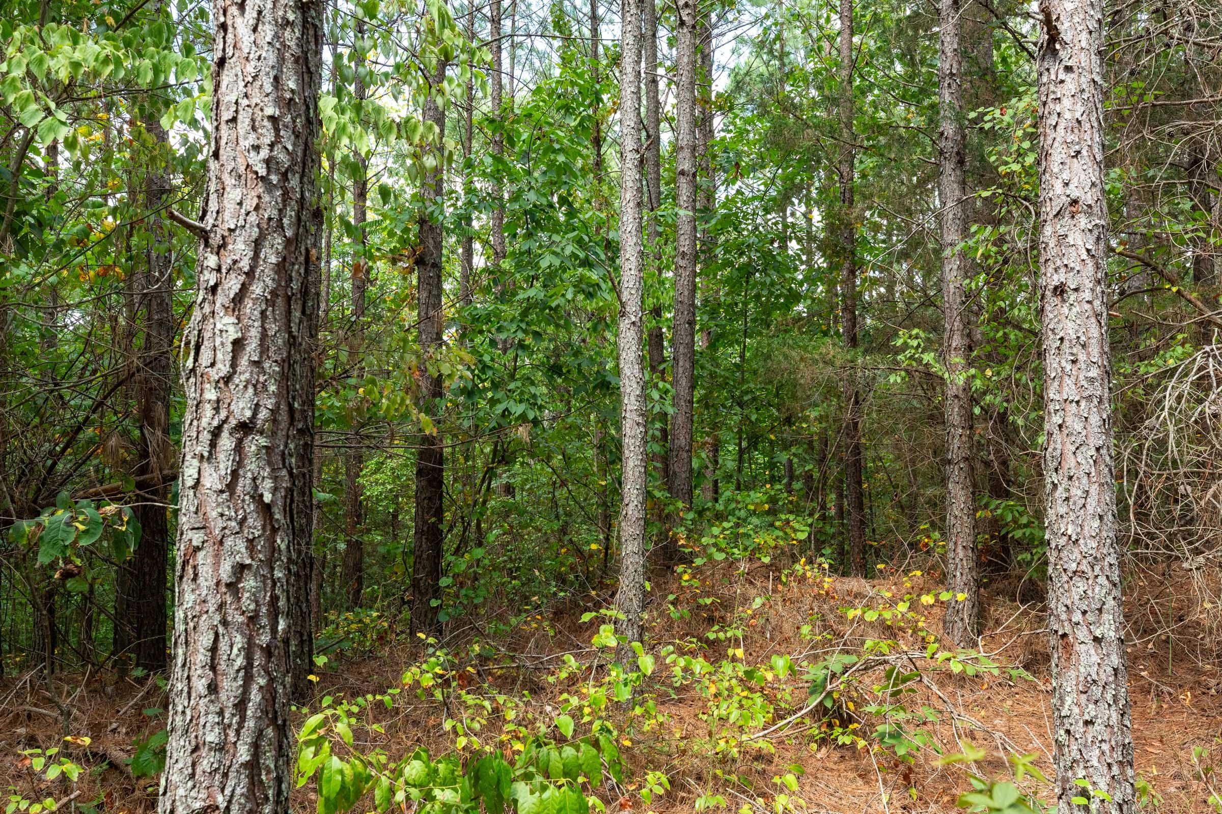 Harvest Ridge Tract 8 photo 9