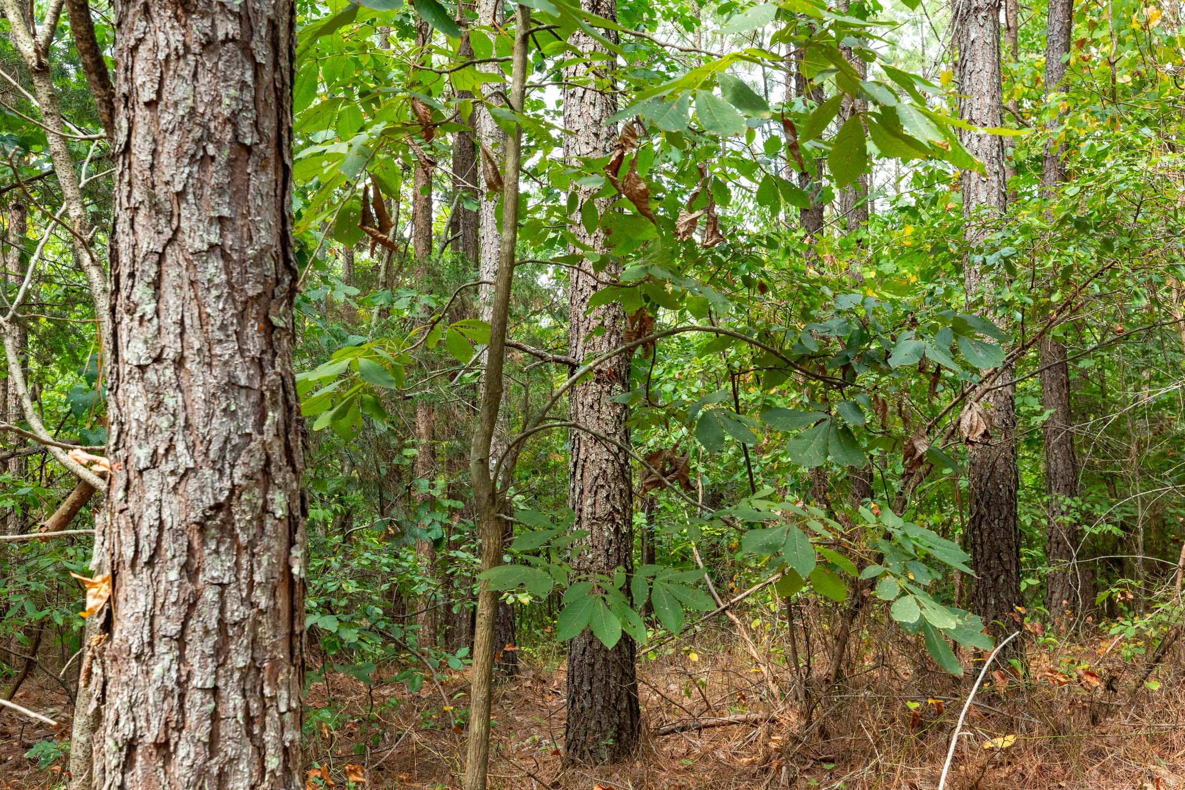 Harvest Ridge Tract 8 photo 8