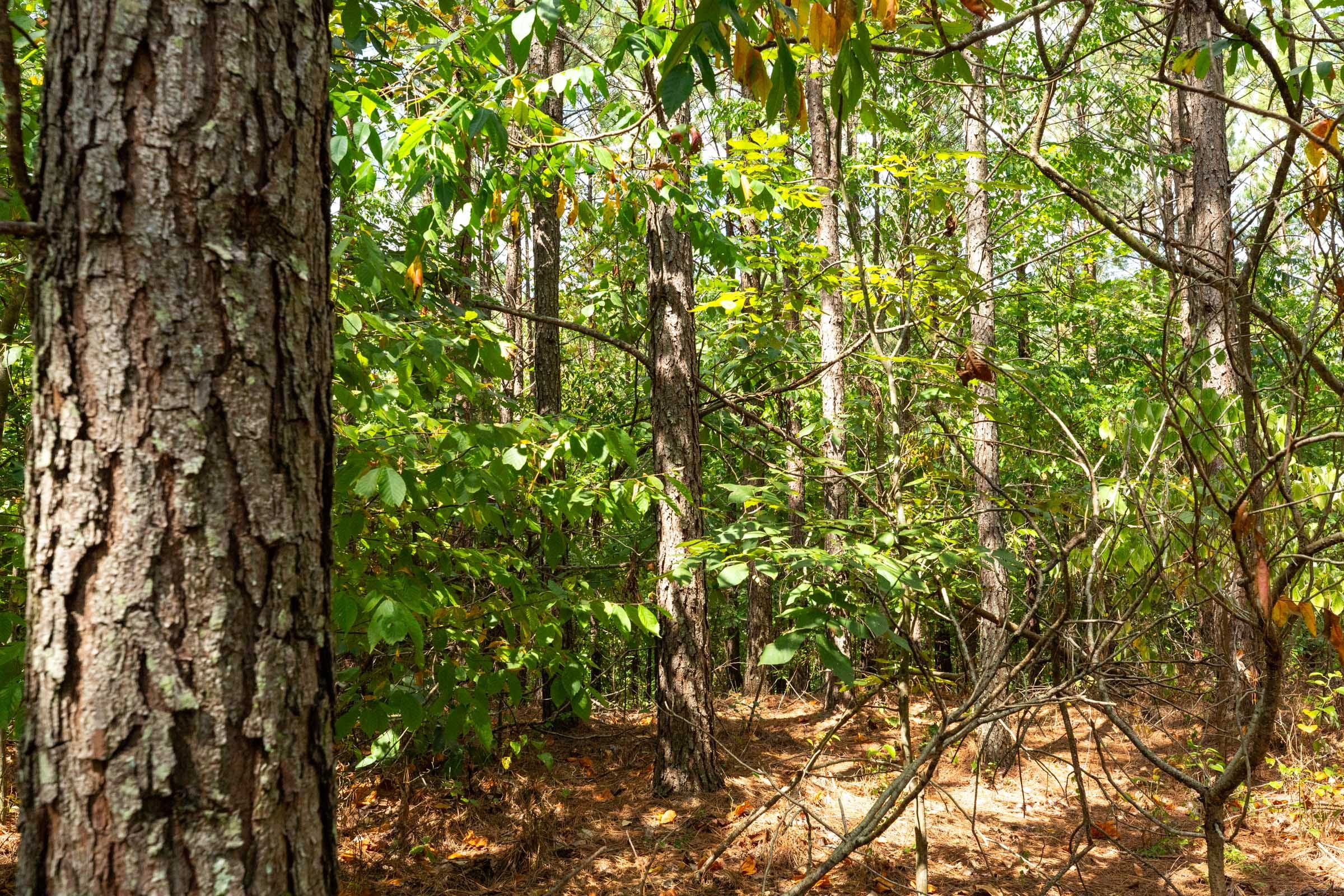 Harvest Ridge Tract 8 photo 11