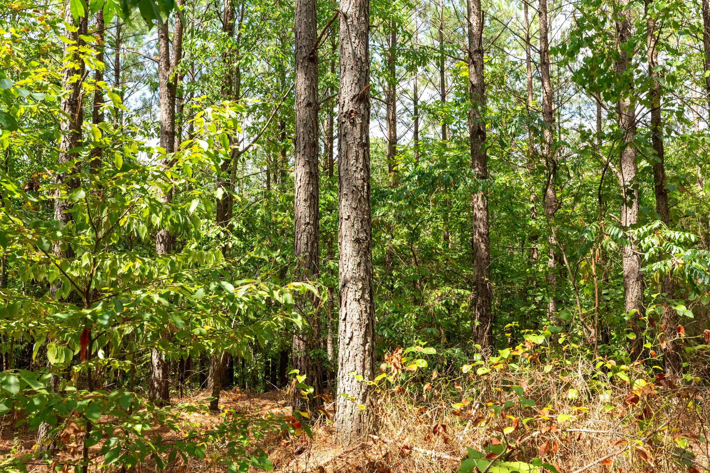 Harvest Ridge Tract 8 photo 10