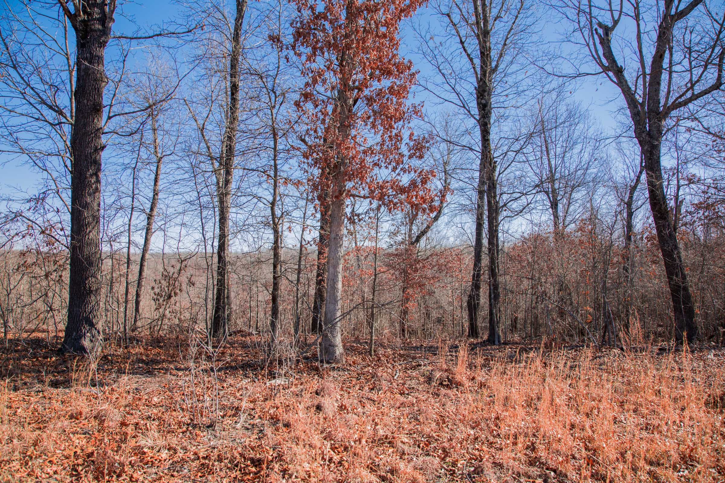 Buffalo Hills Tract 17 photo 3