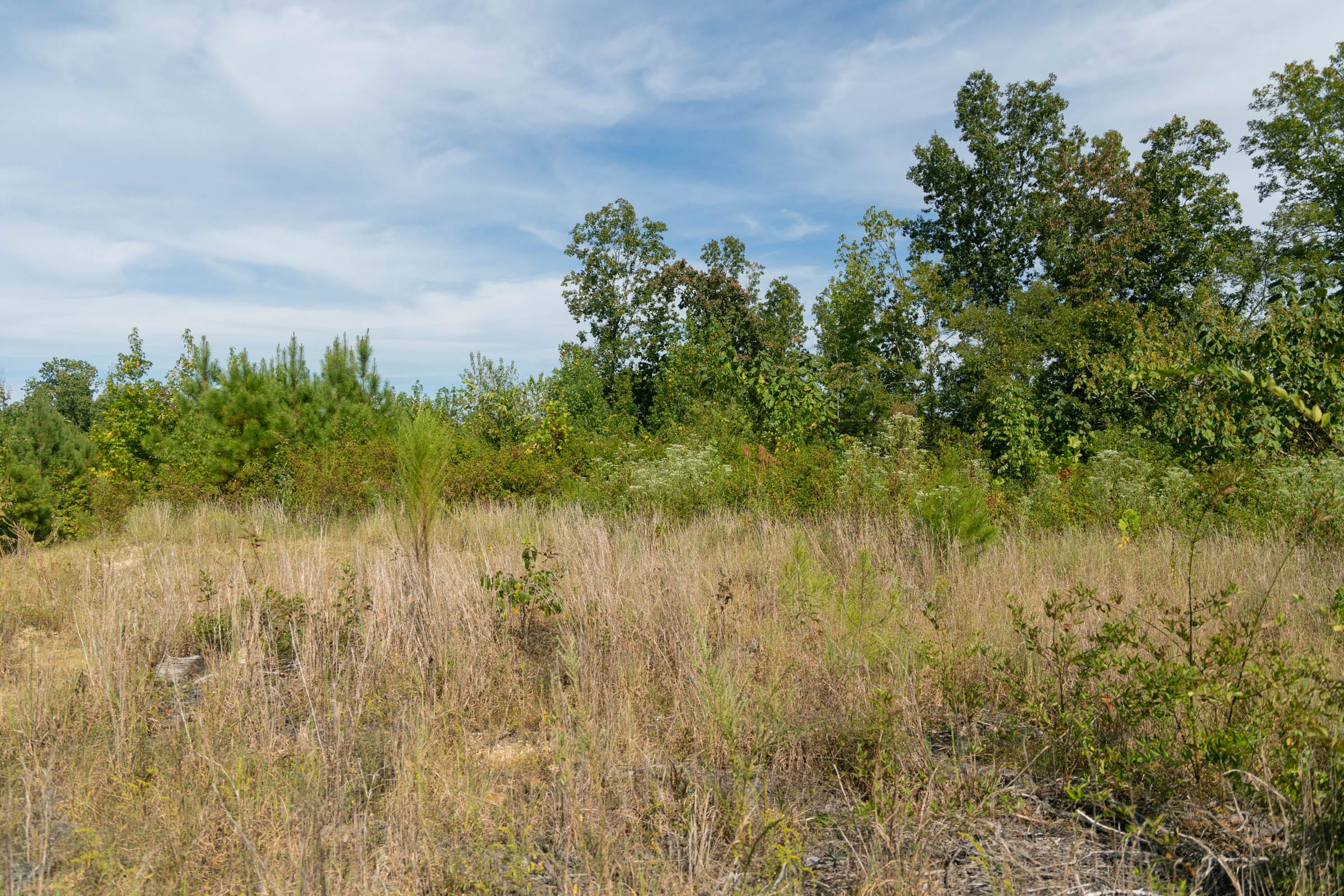Big White Oak Tract 41 photo 9