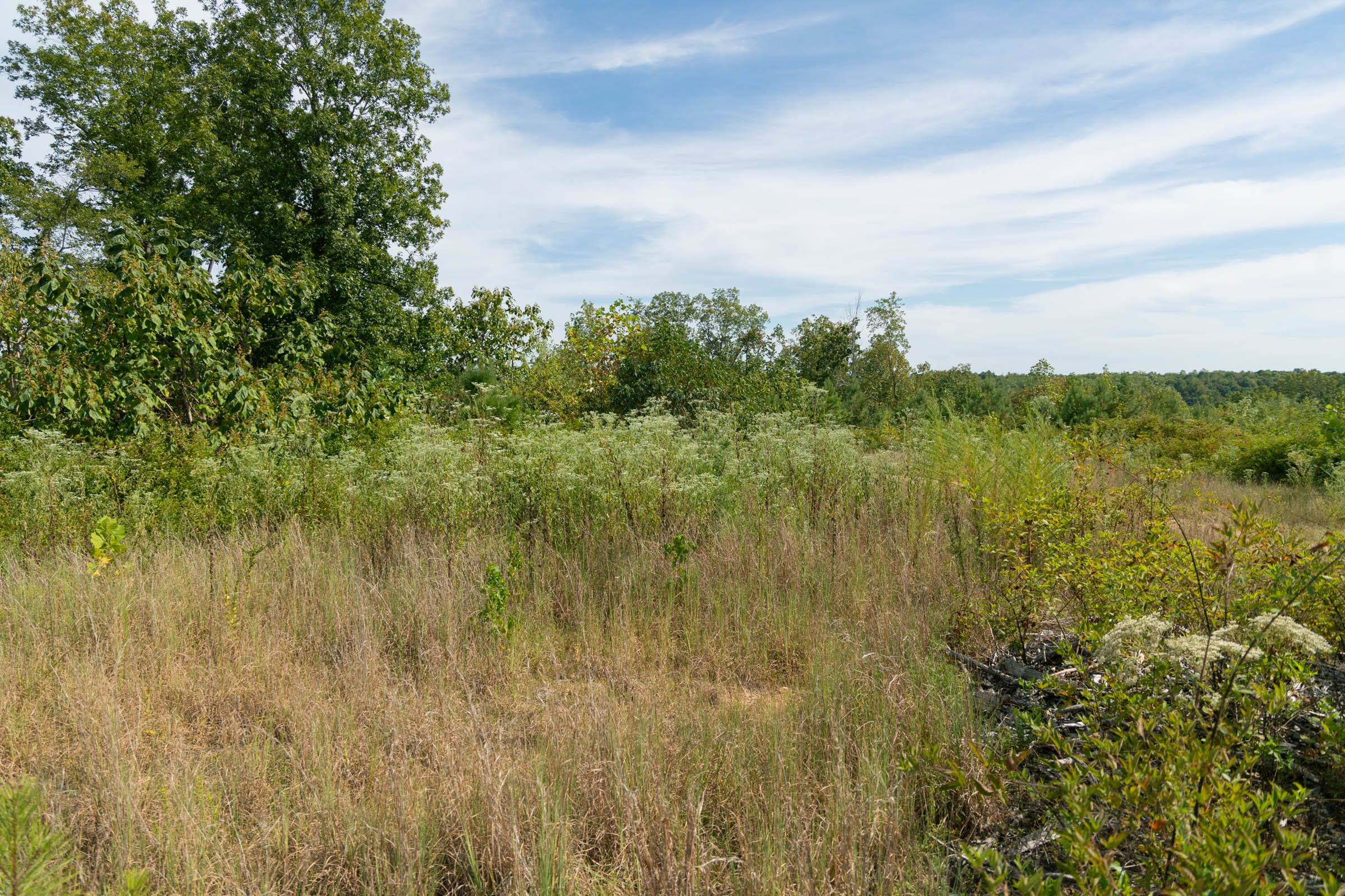 Big White Oak Tract 41 photo 6