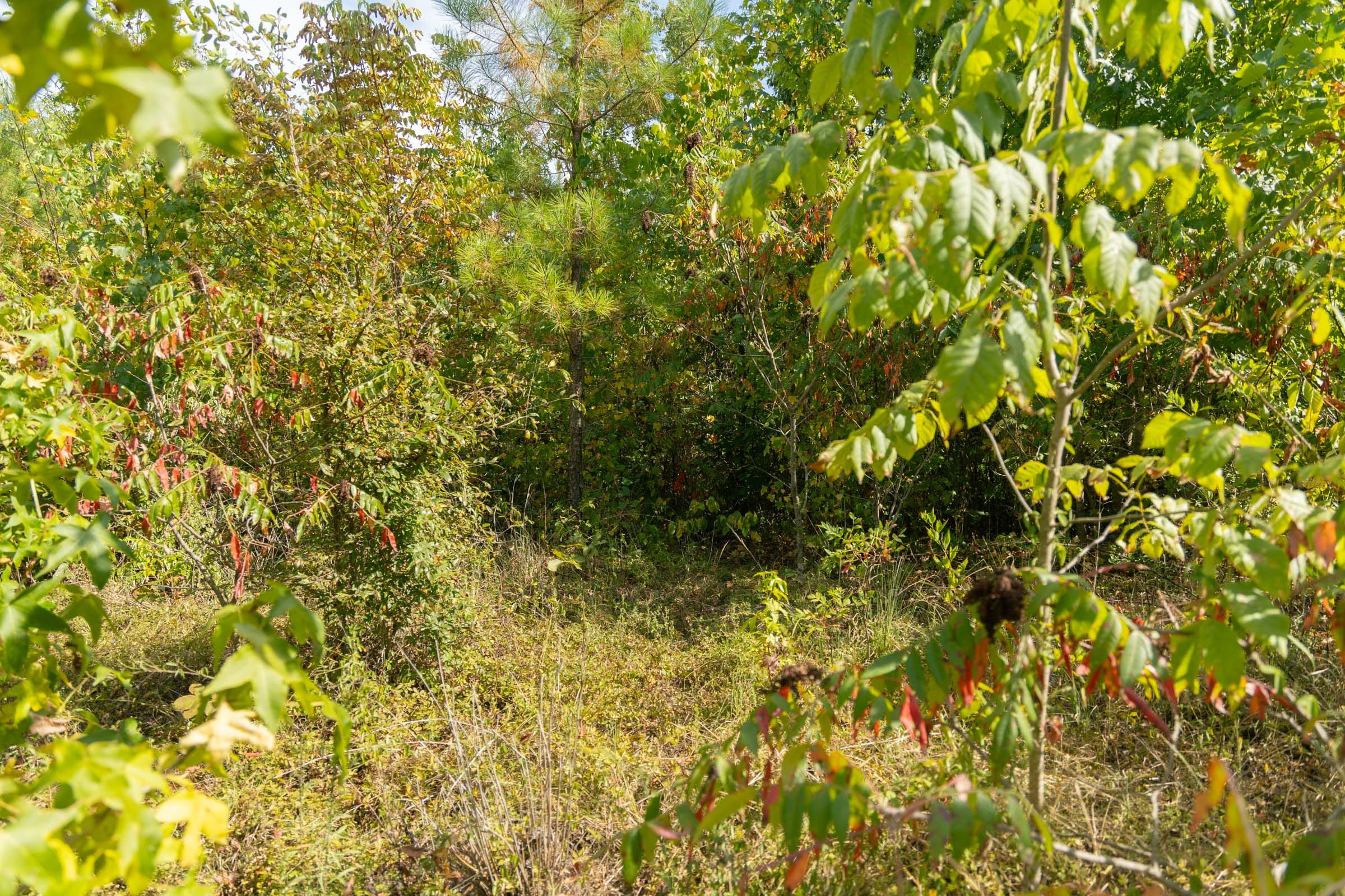 Big White Oak Tract 41 photo 5