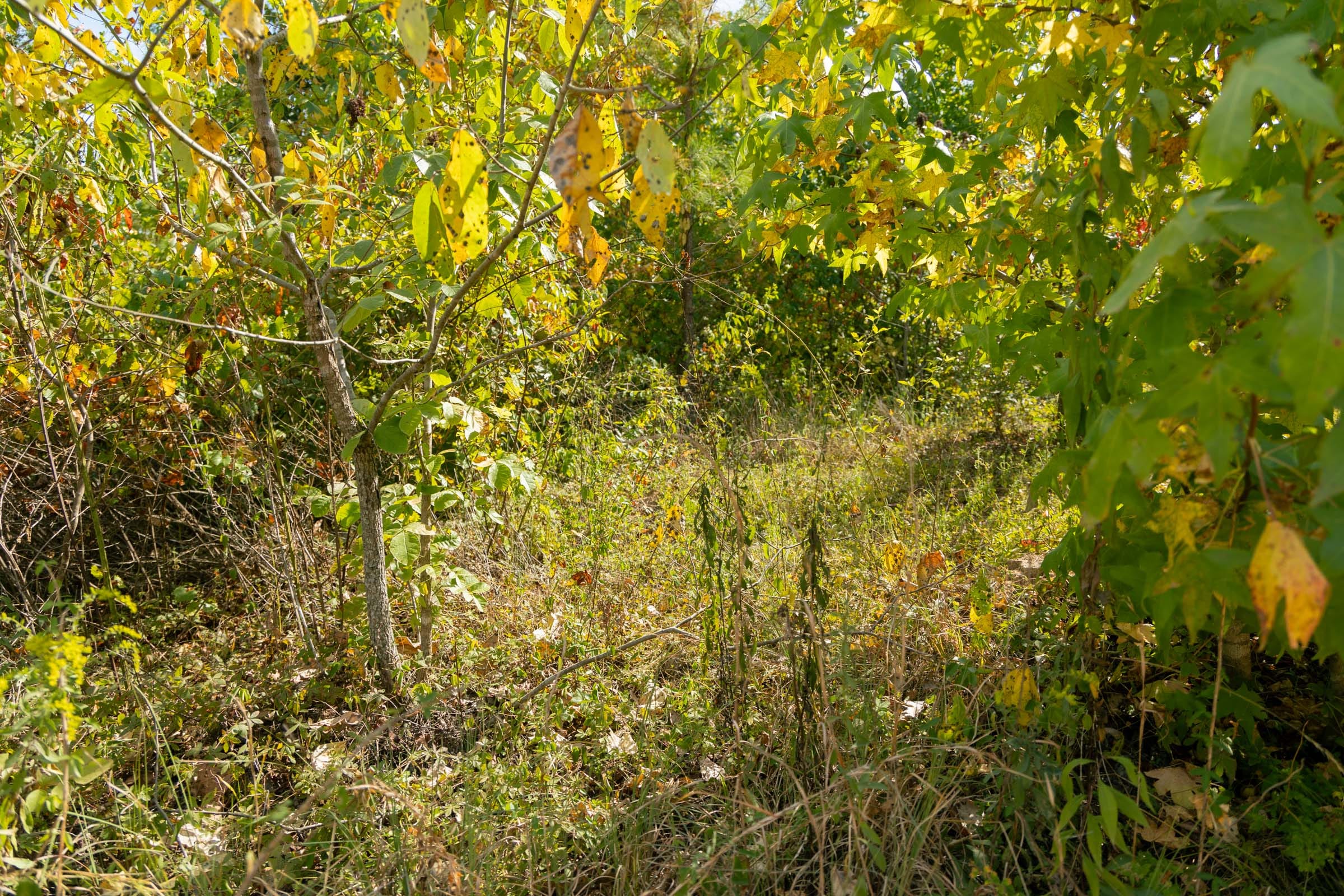 Big White Oak Tract 41 photo 3