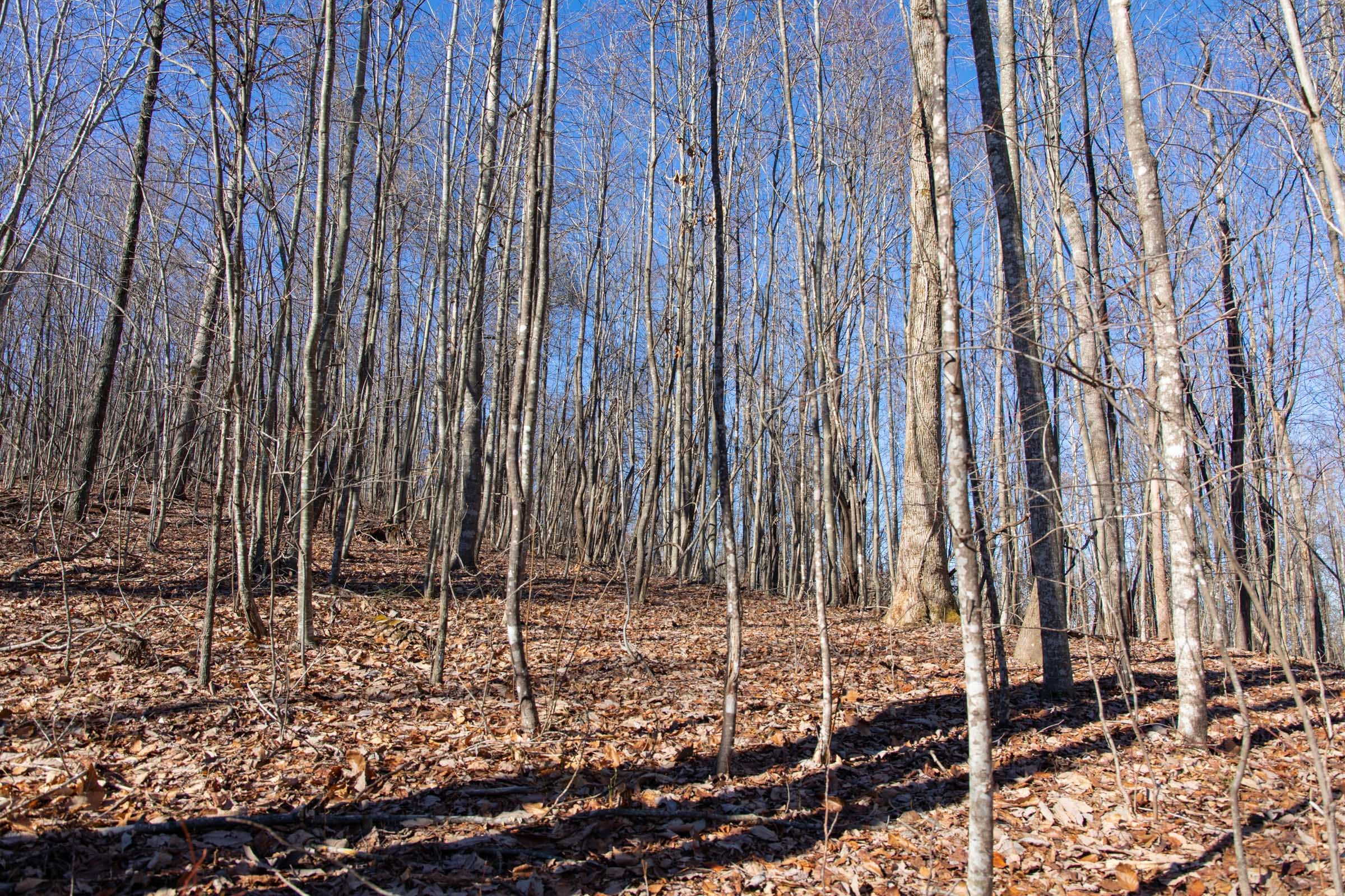 Blackstone Mountain Phase I Tract 20 photo 7