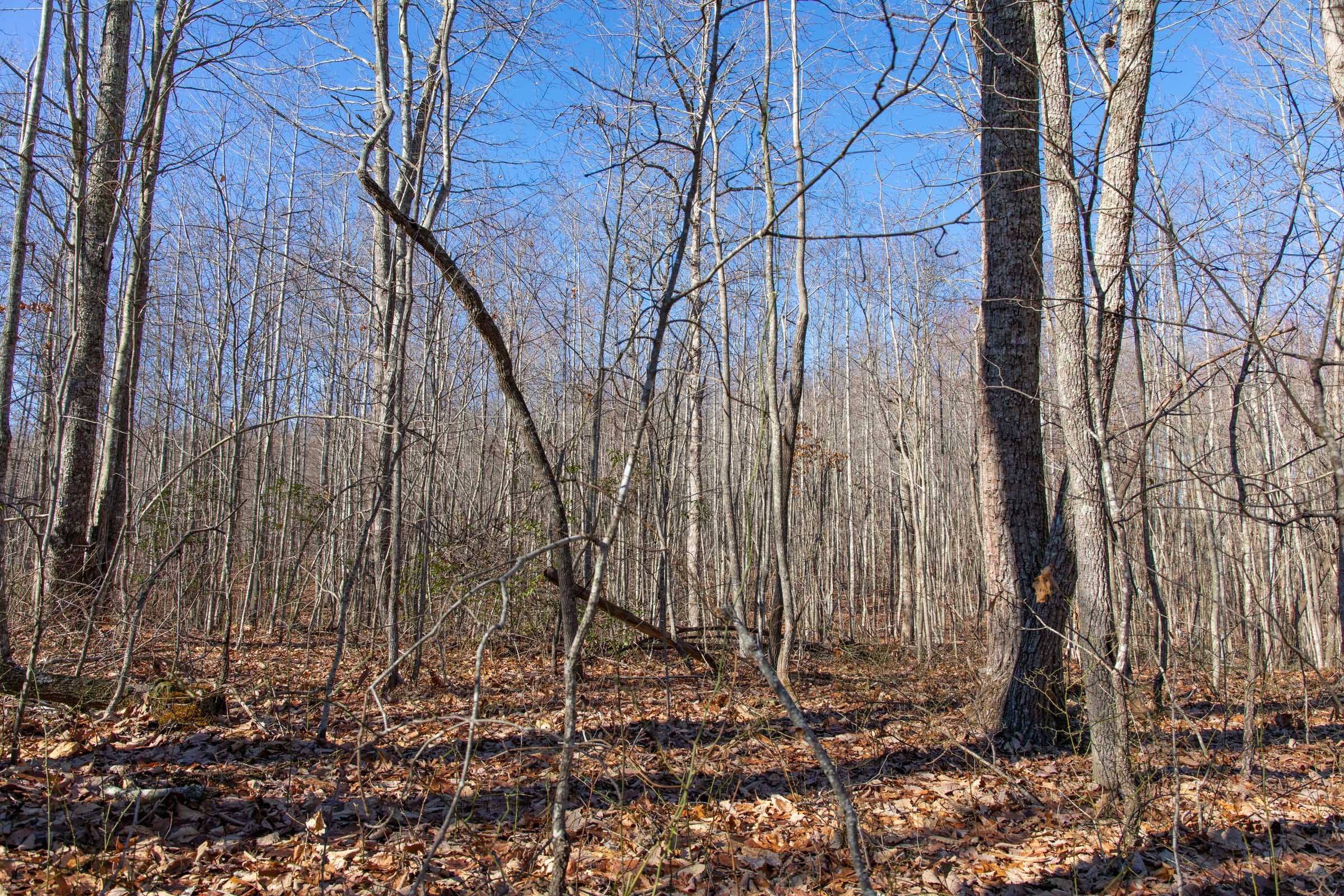 Blackstone Mountain Phase I Tract 20 photo 15