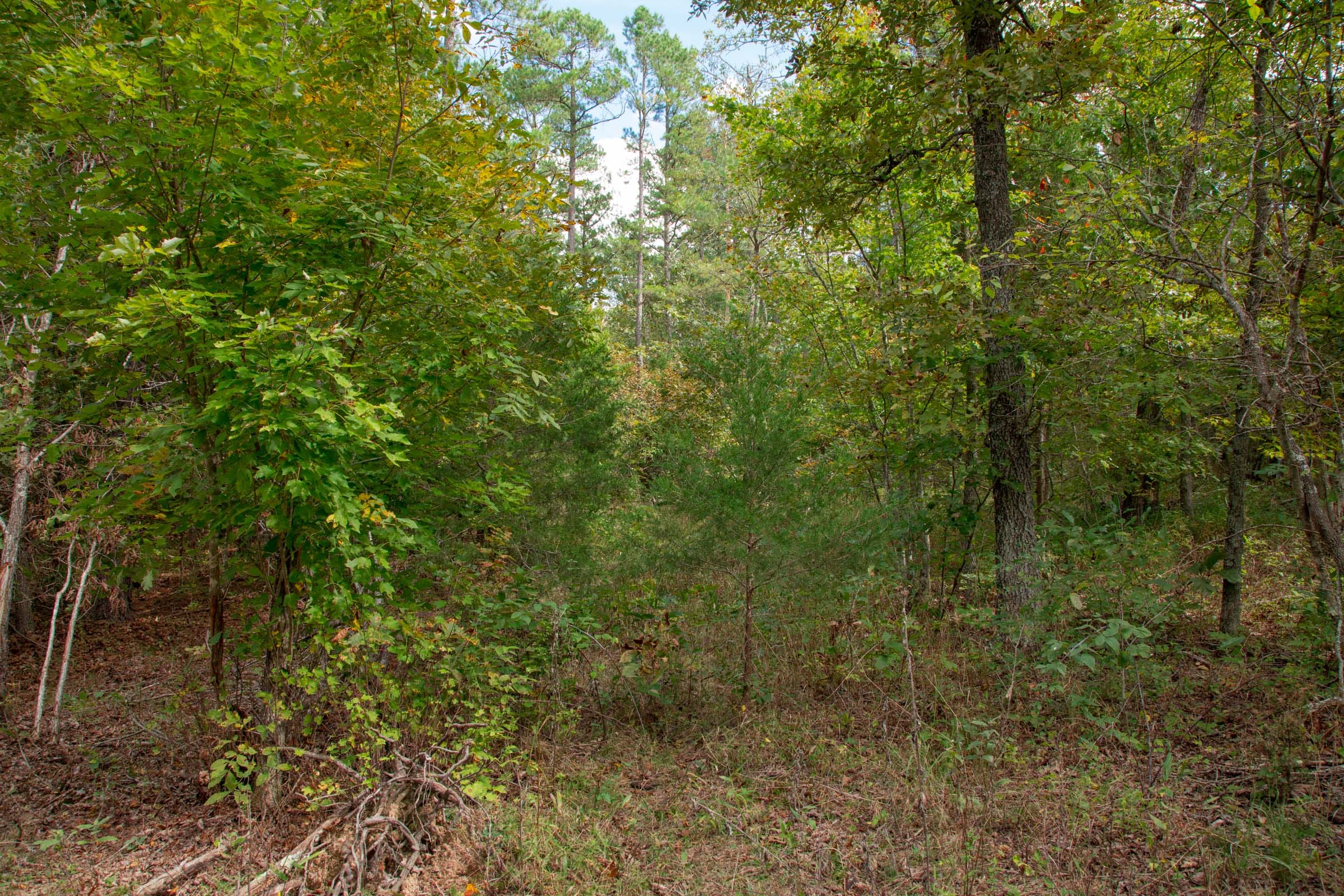 Wagon Wheel Ranch Tract 48 photo 9