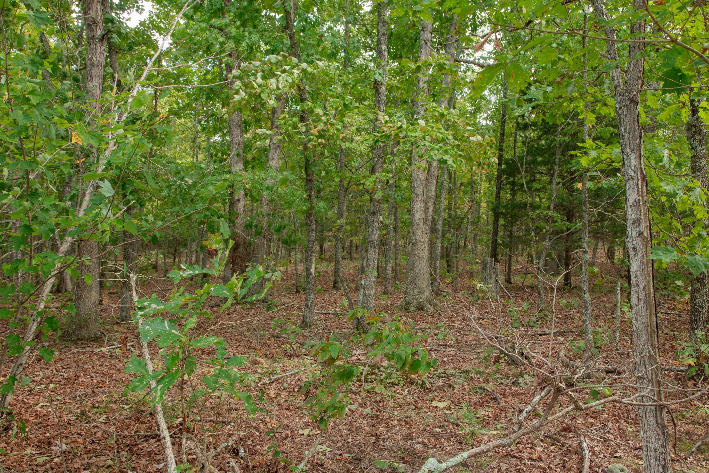 Wagon Wheel Ranch Tract 48 photo 11