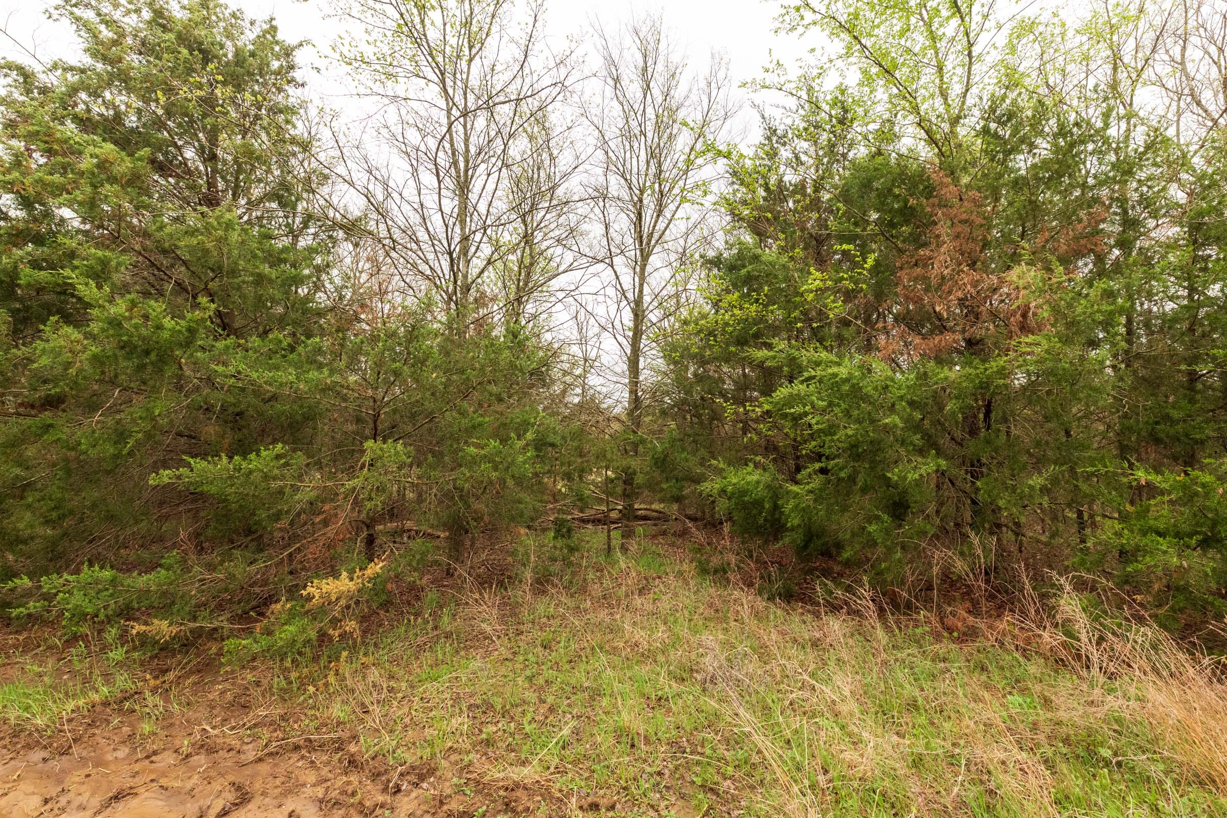 Moonrise Meadows Tract 9 photo 6