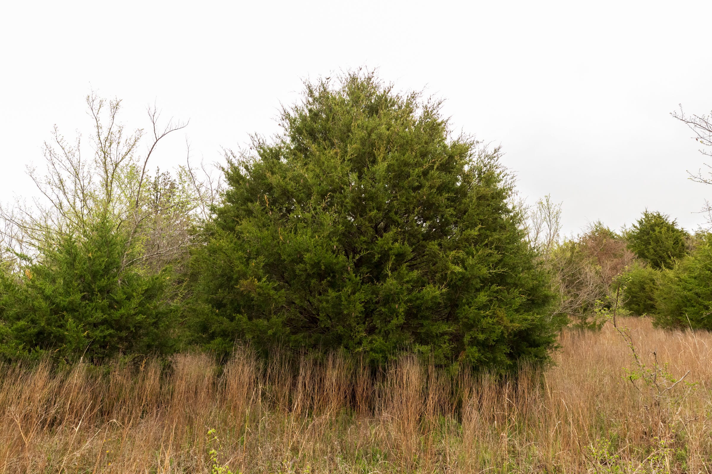 Moonrise Meadows Tract 9 photo 12