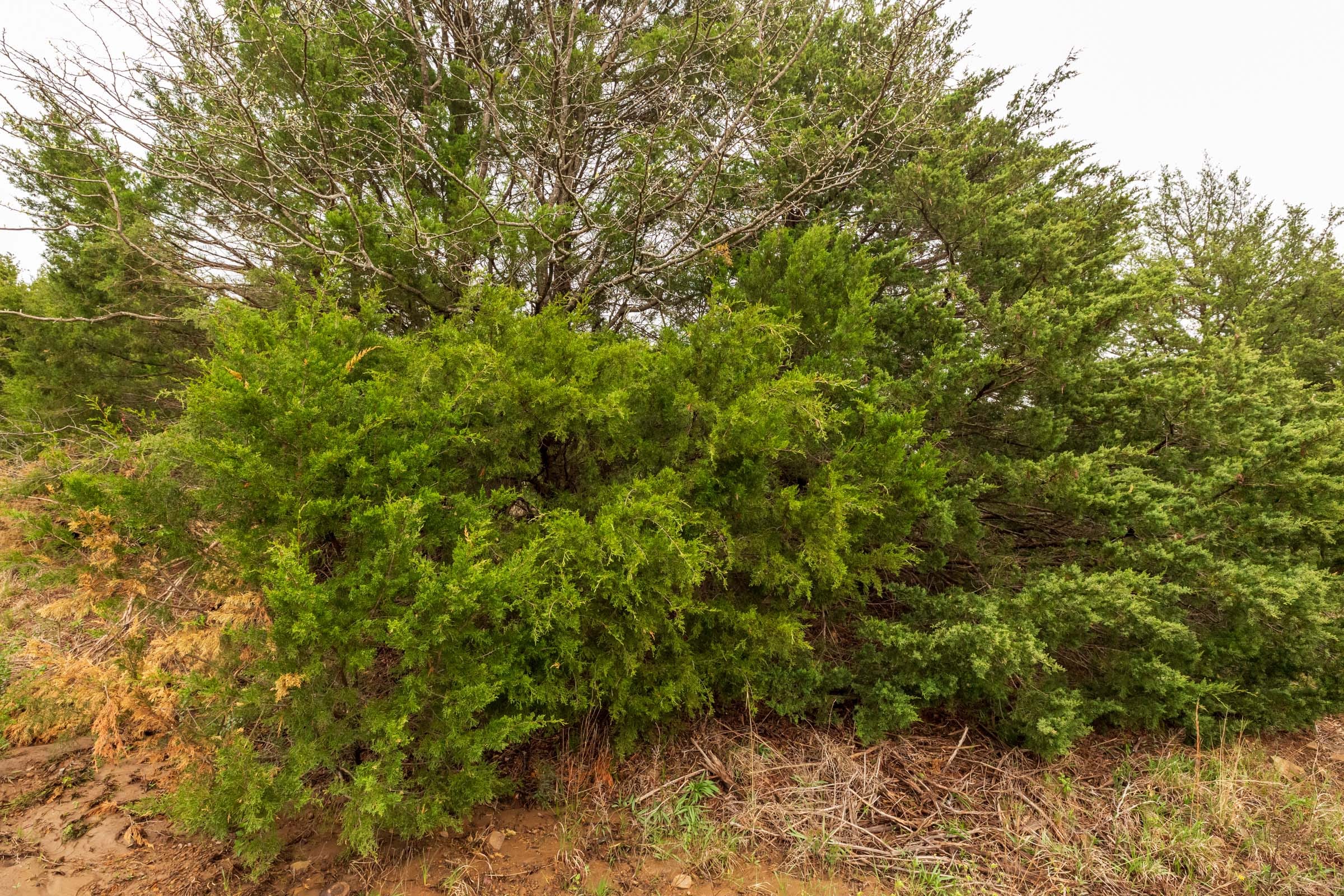 Moonrise Meadows Tract 9 photo 4
