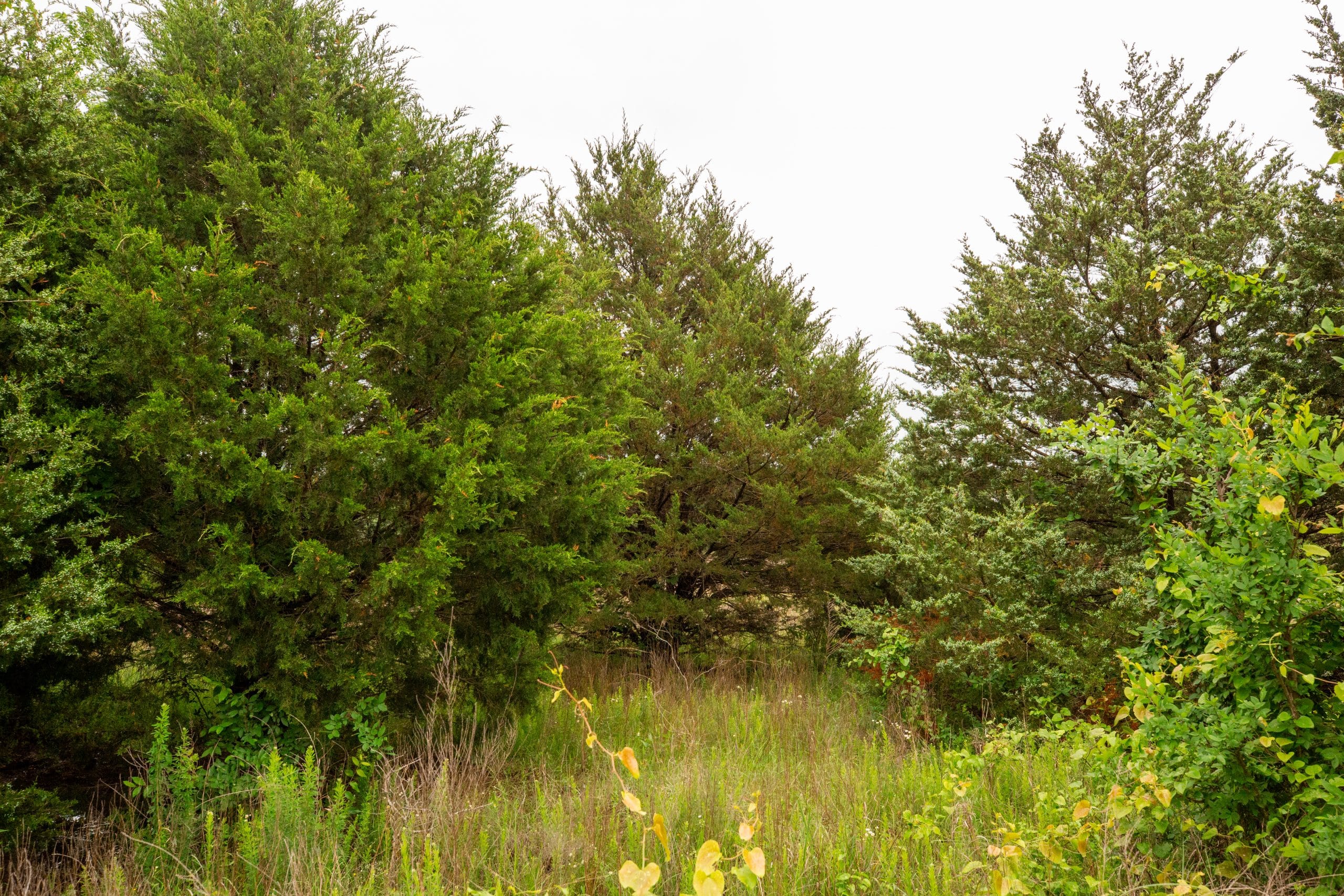Moonrise Meadows Tract 9 photo 2