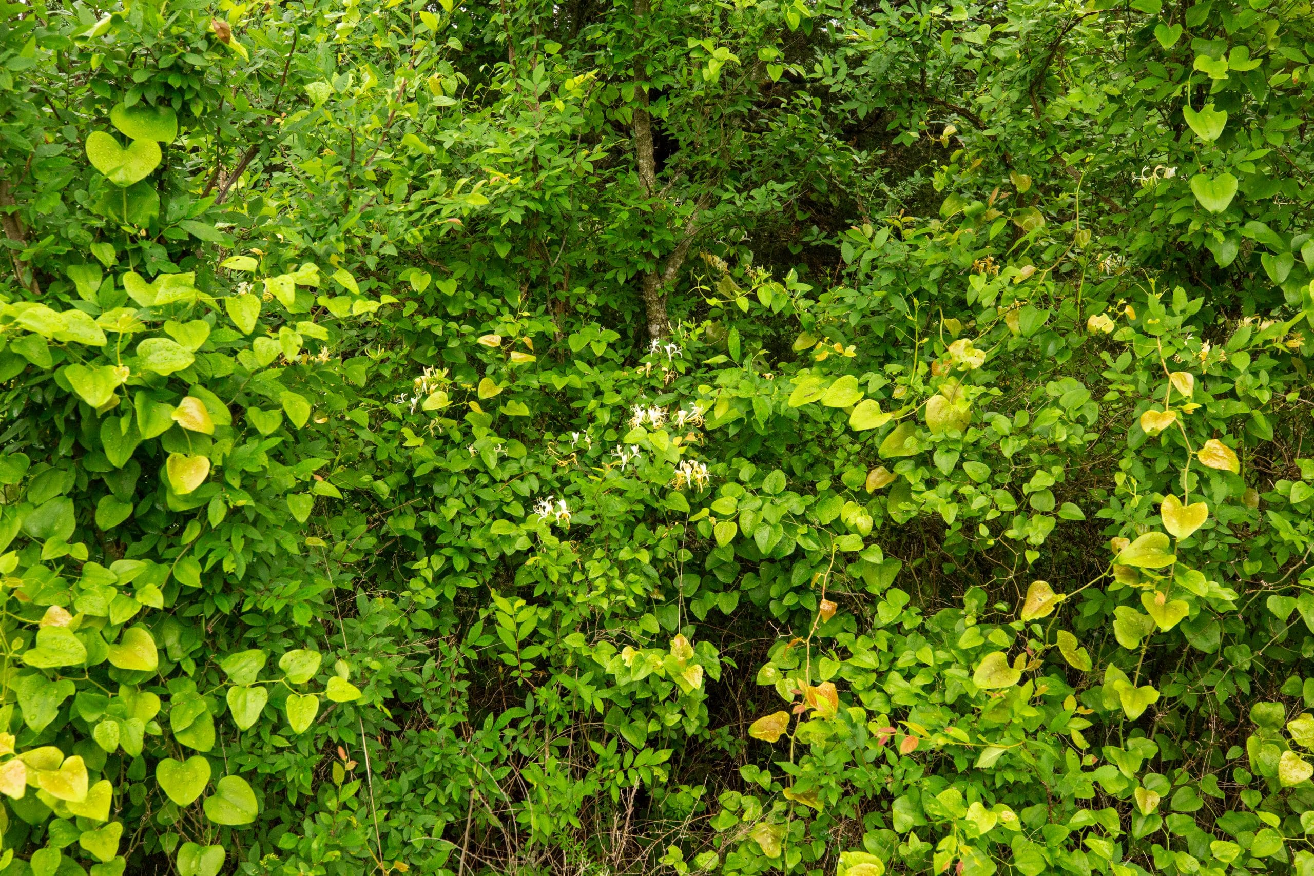 Moonrise Meadows Tract 9 photo 15
