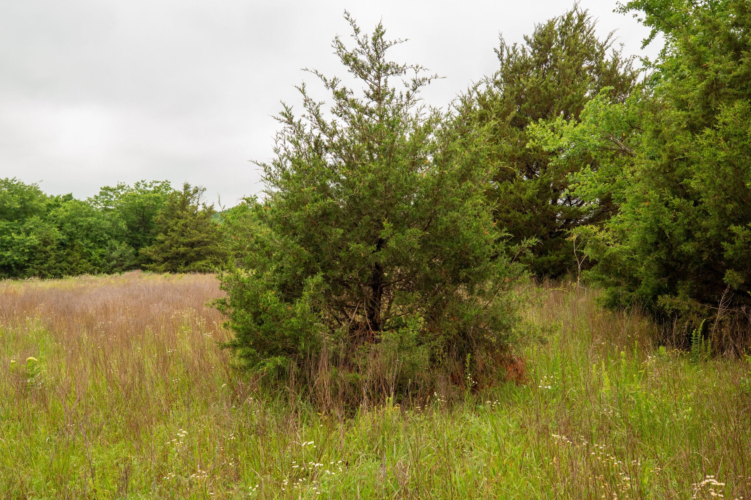 Moonrise Meadows Tract 9 photo 18