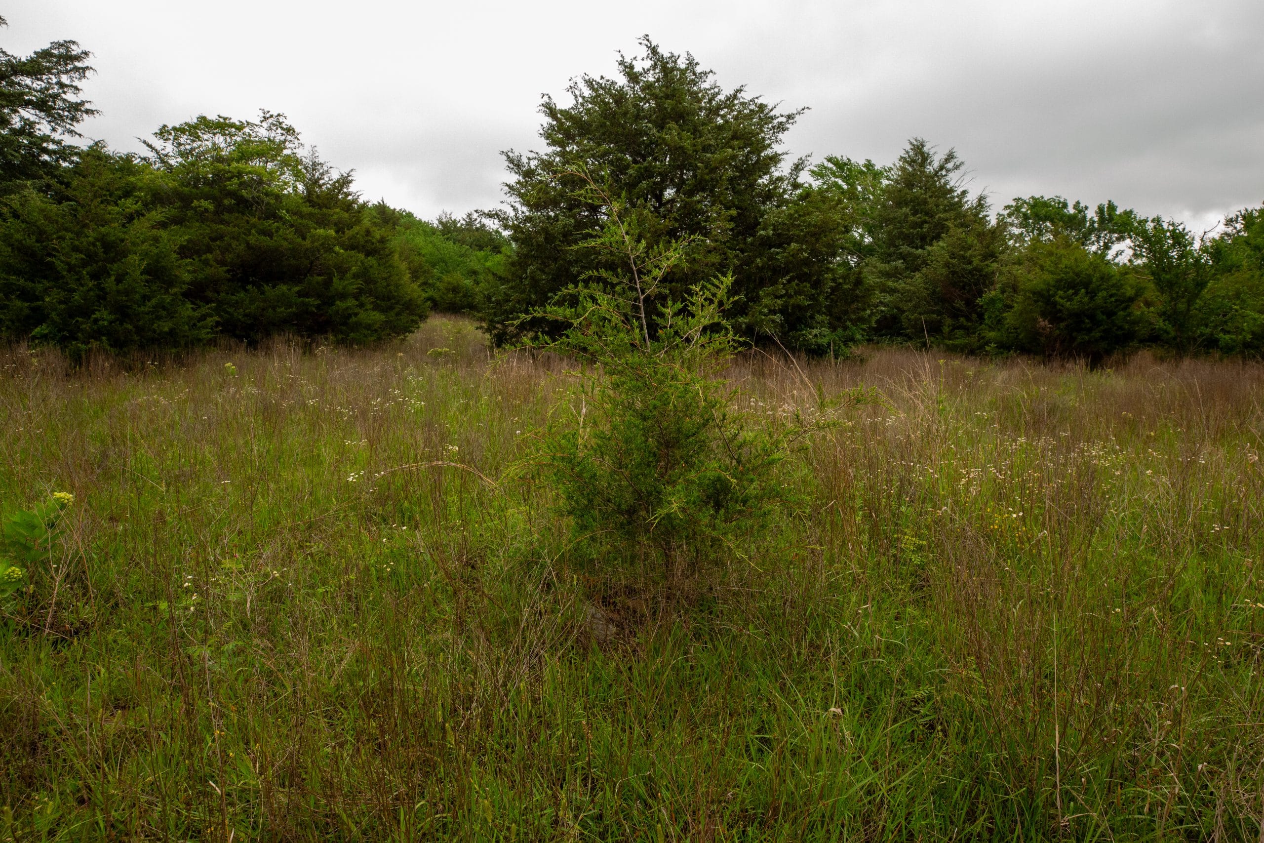 Moonrise Meadows Tract 9 photo 7