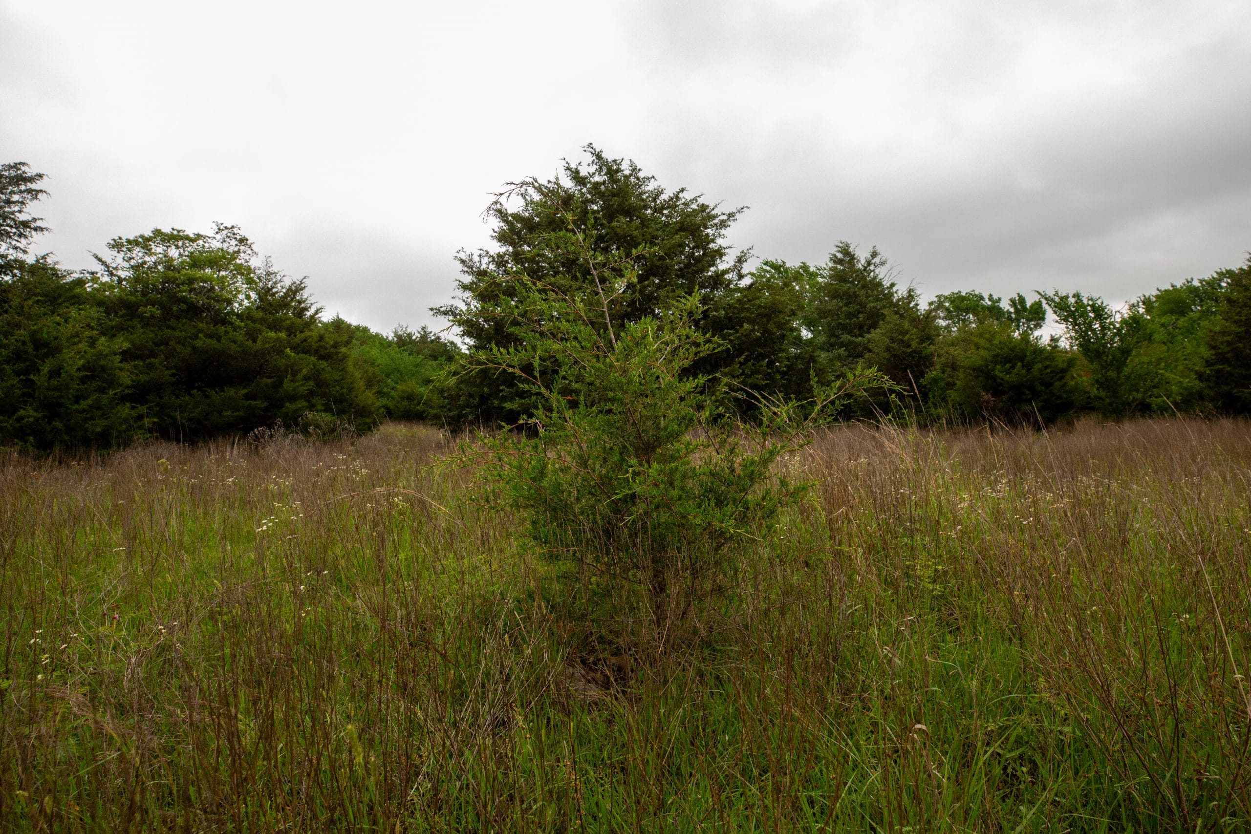 Moonrise Meadows Tract 9 photo 11