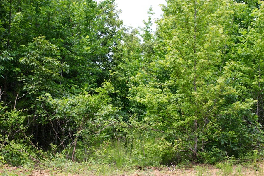 Bluebird Ranch Tract 21 photo 10
