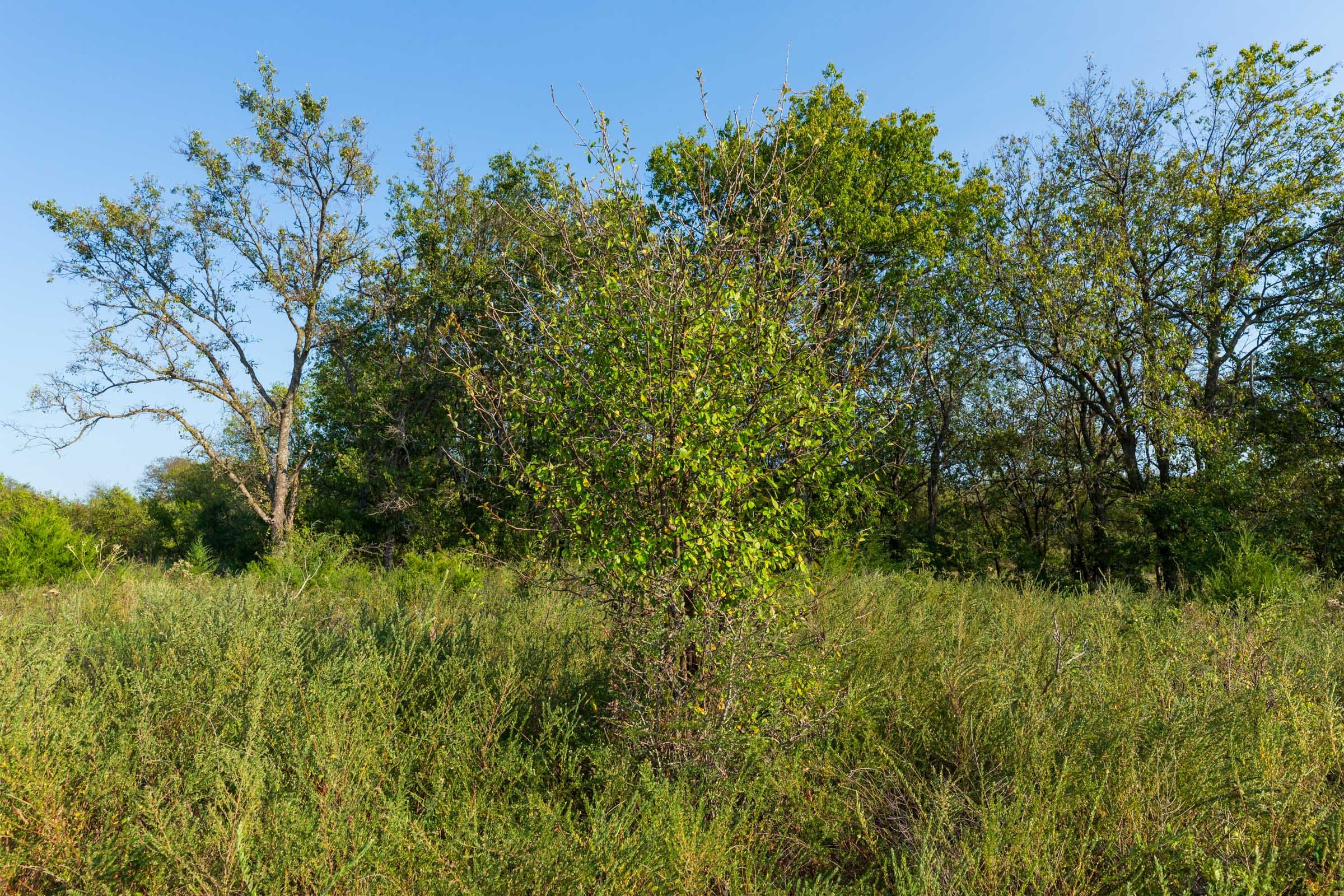 Canyon Creek Tract 10 photo 10