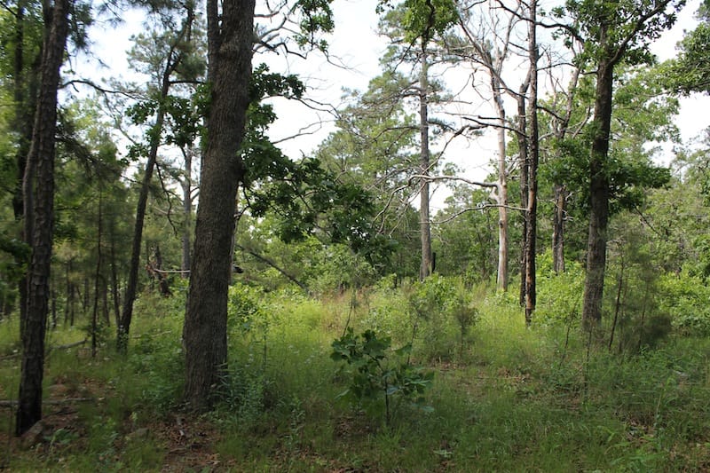 Indian Ridge – Phase II Tract 25 photo 6