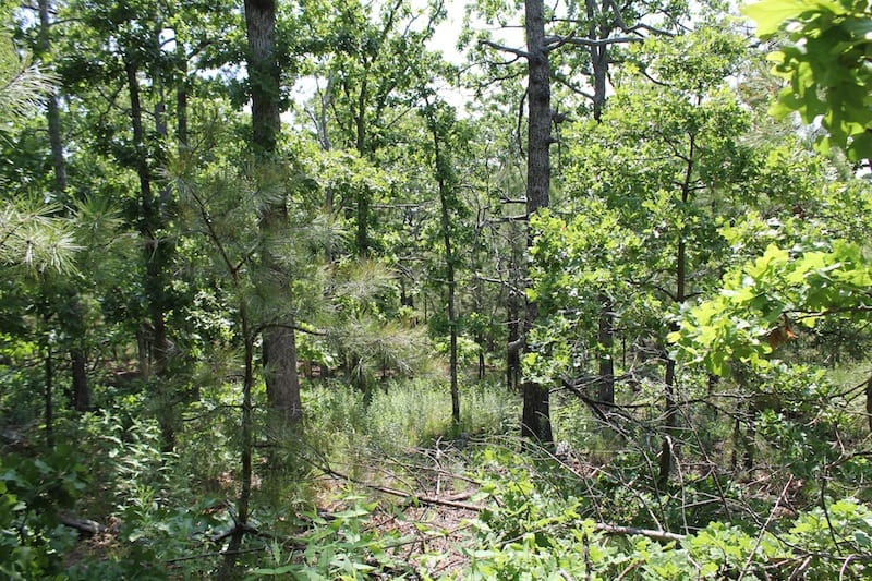 Indian Ridge – Phase II Tract 25 photo 10
