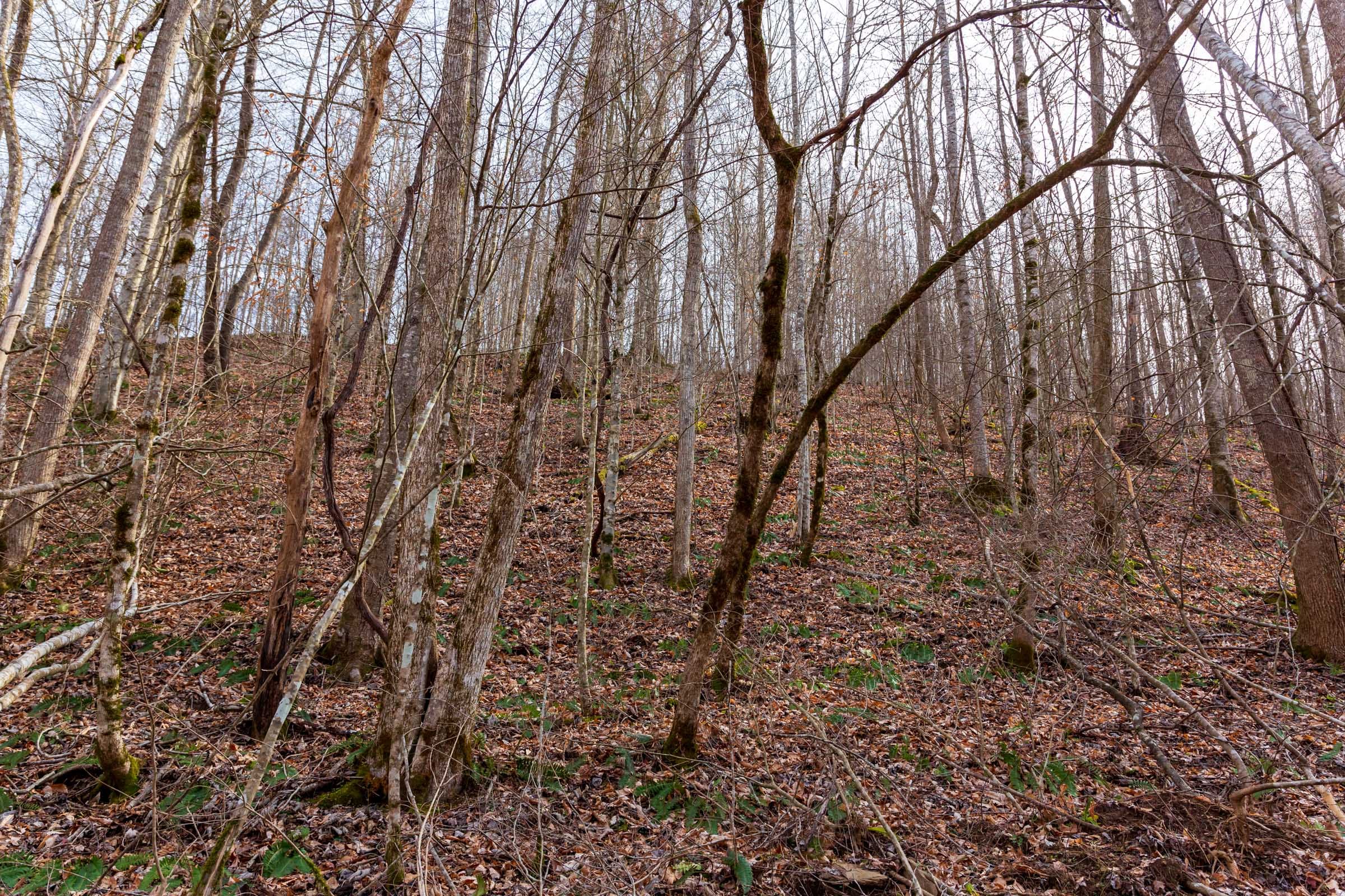 Blackstone Mountain Phase II Tract 58 photo 5