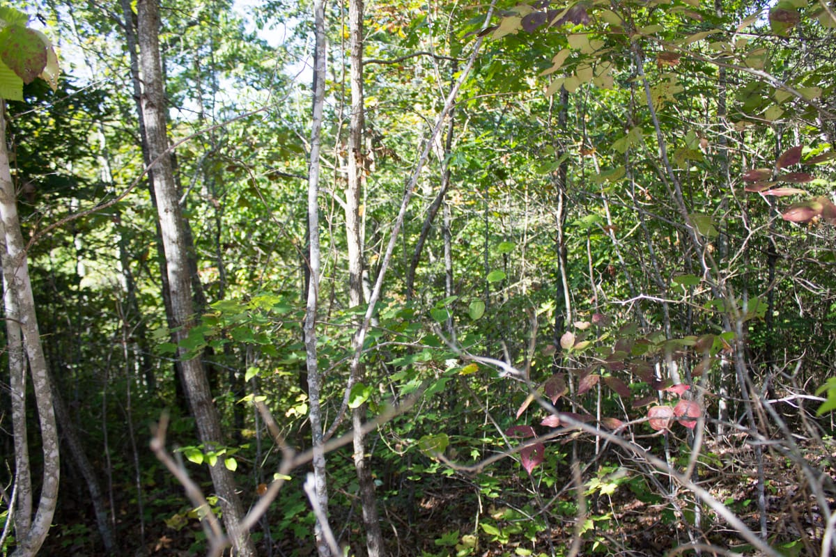 Black Oak Ranch Tract 3 photo 2