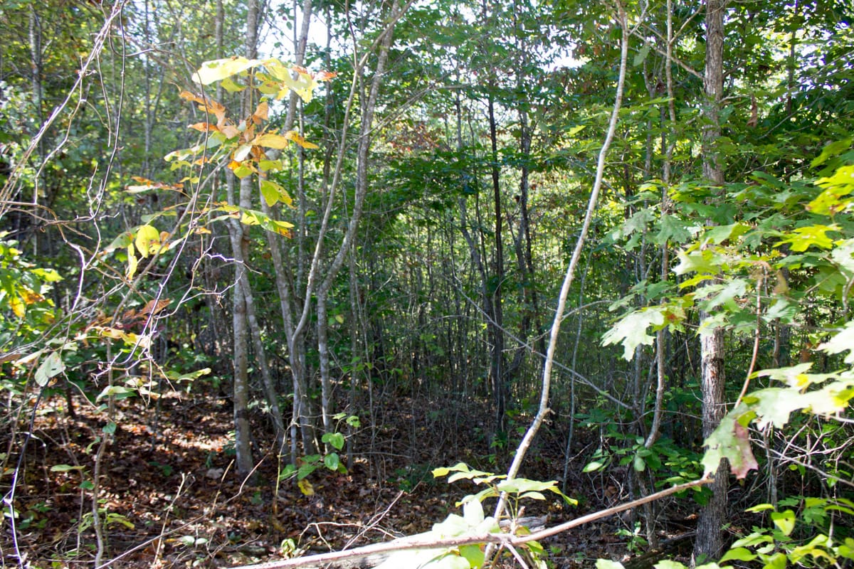 Black Oak Ranch Tract 3 photo 3