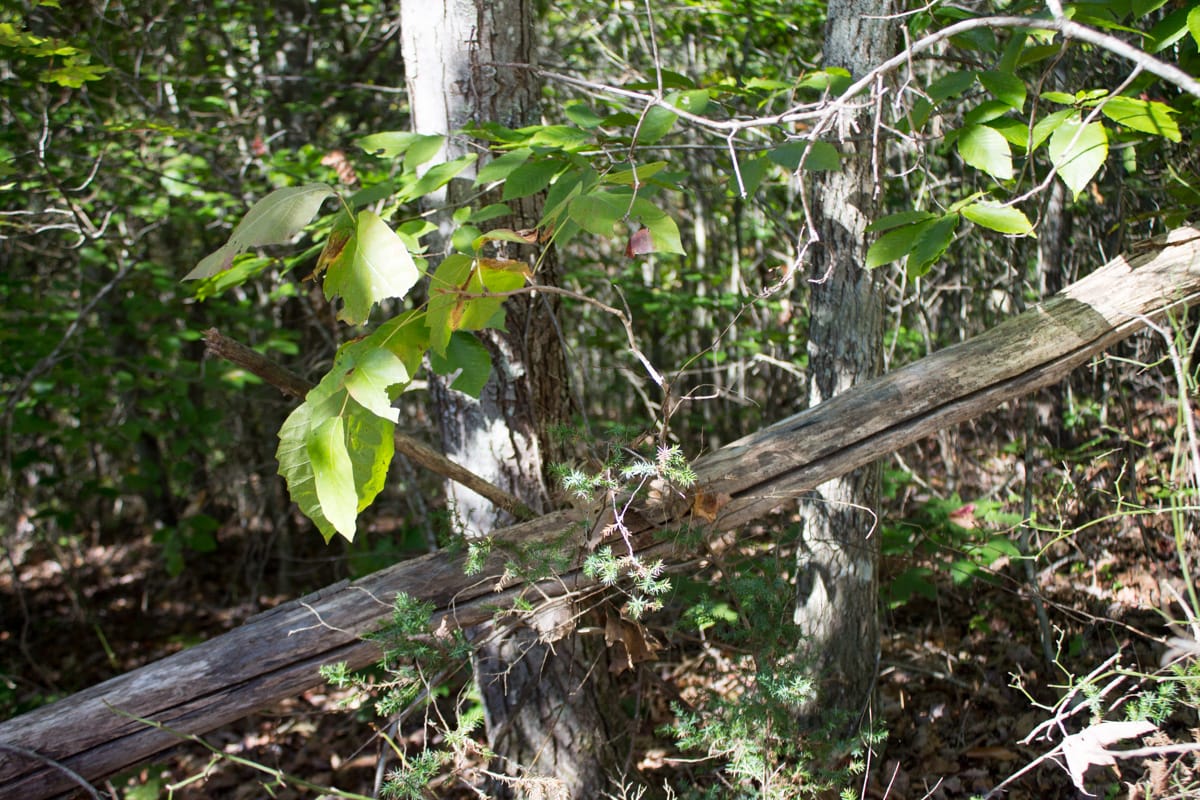 Black Oak Ranch Tract 3 photo 4