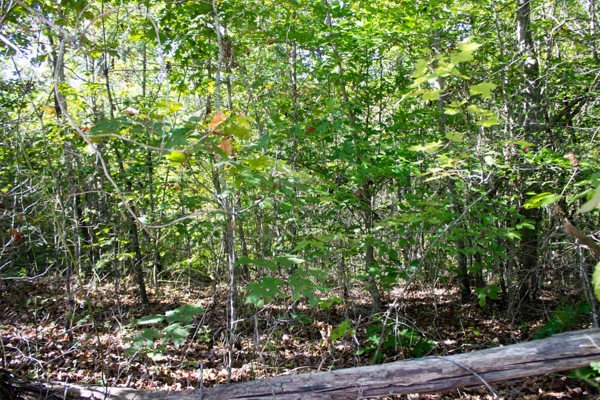 Black Oak Ranch Tract 3 photo 5