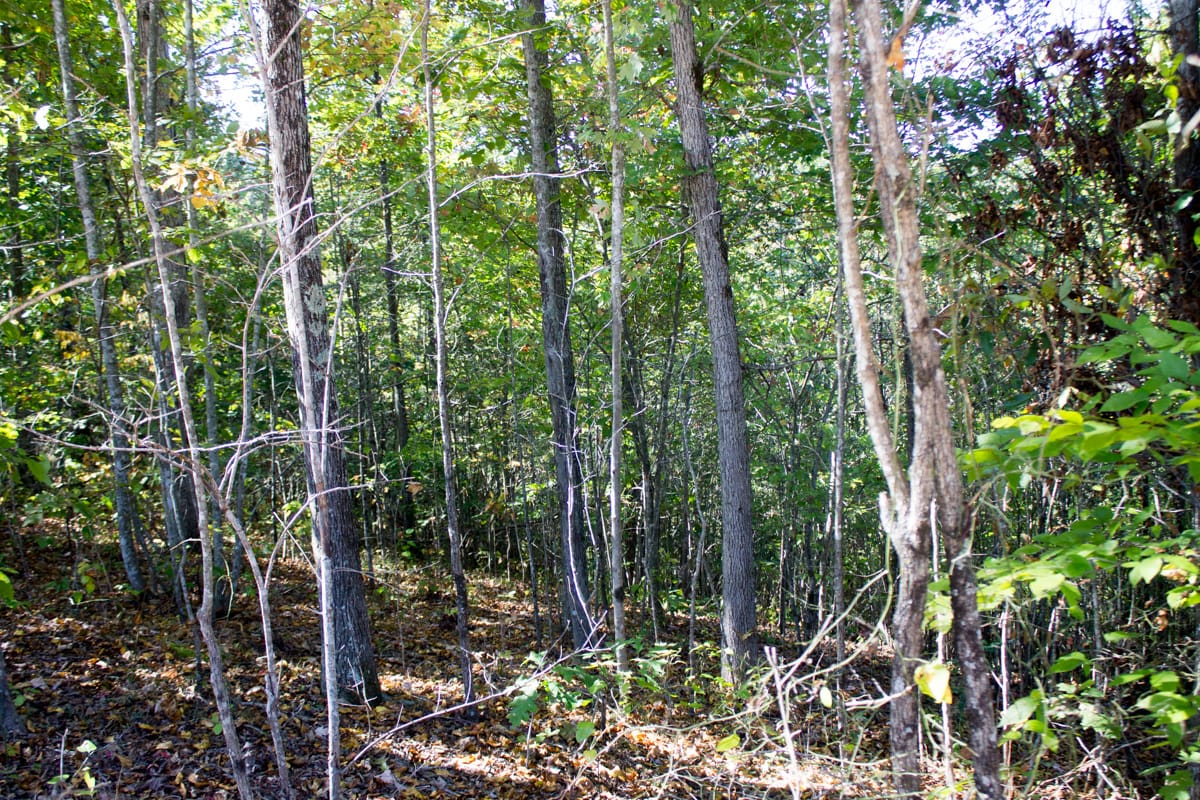Black Oak Ranch Tract 3 photo 7