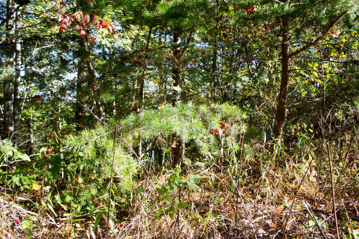 Black Oak Ranch Tract 3 photo 8